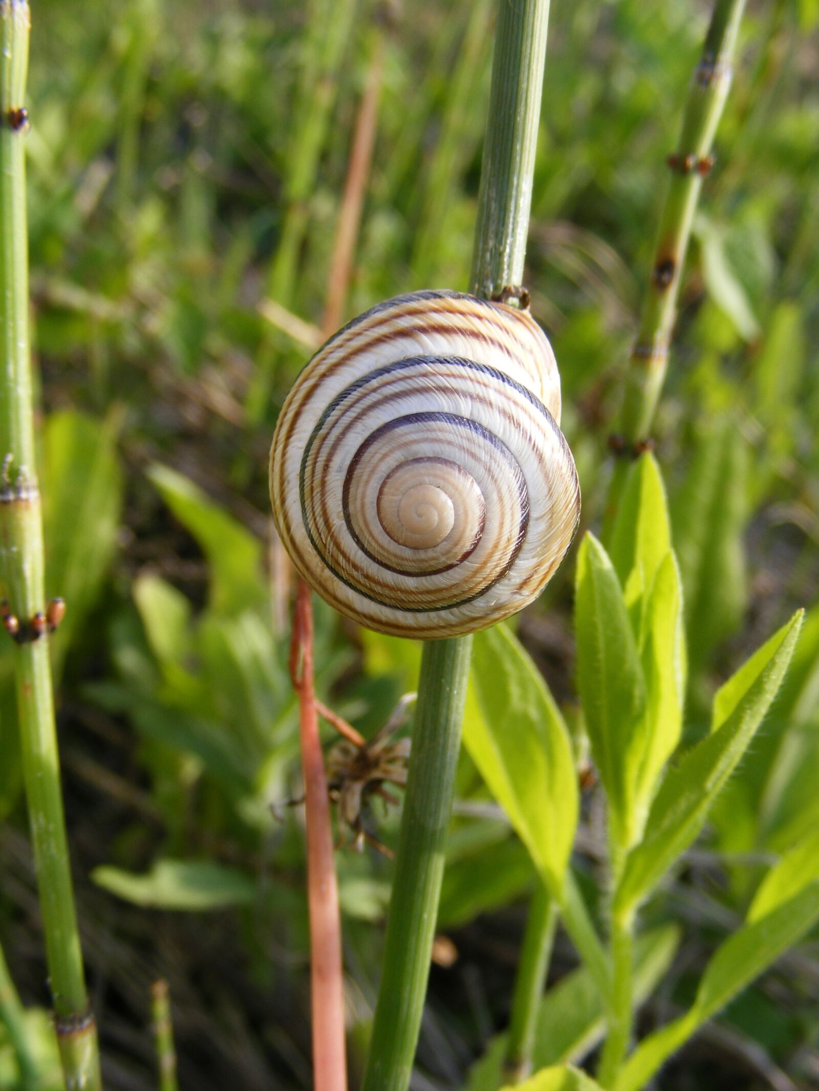 Fujifilm FinePix S5700 S700 sample photo. Climbing, close-up, coiled photography