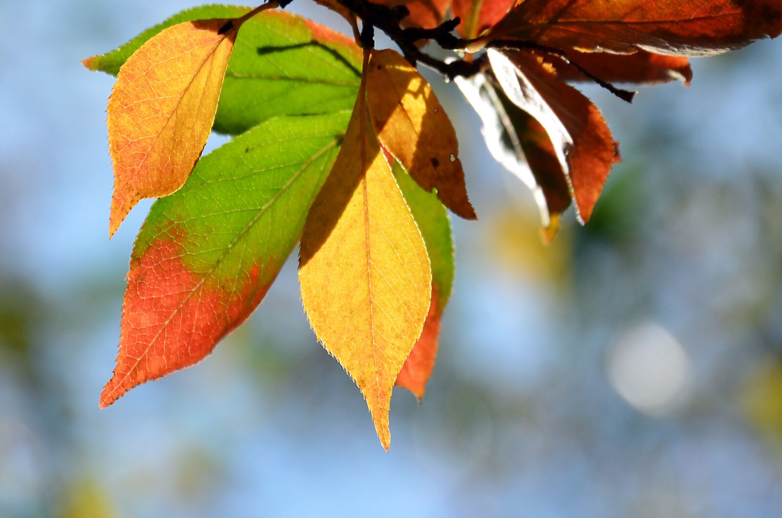 Nikon D5100 sample photo. Leaf, autumn, nature photography
