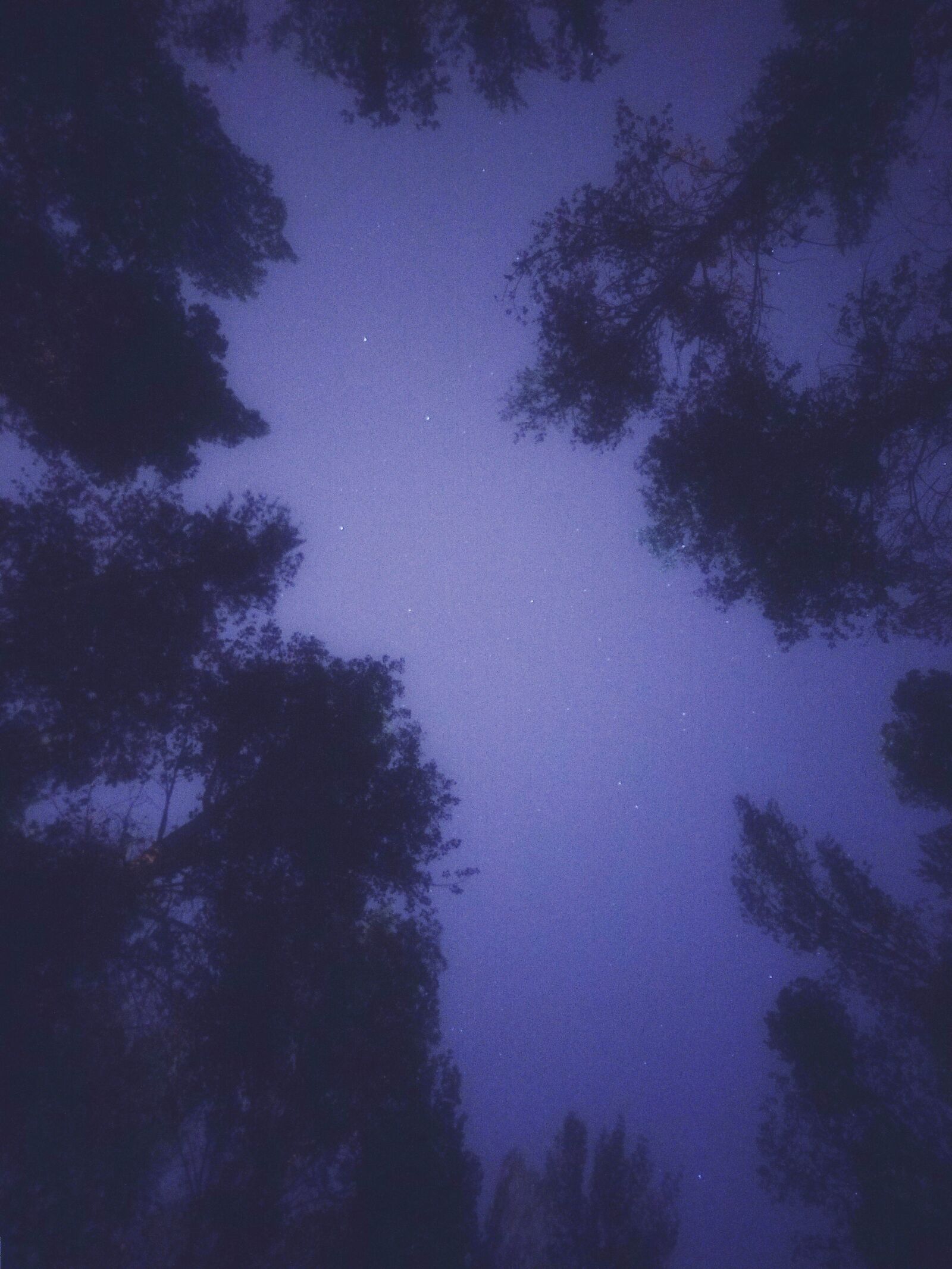 Samsung Galaxy S8+ sample photo. Night, quiet, trees photography