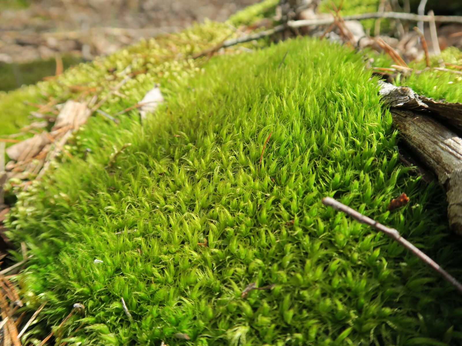 Canon PowerShot G7 X sample photo. Forest, nature, green photography