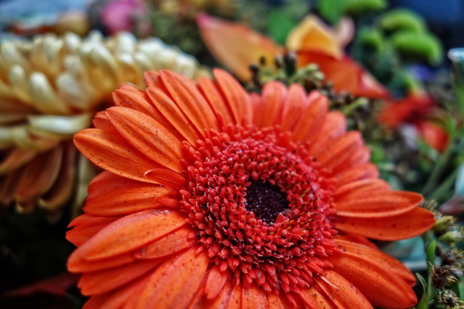 Sony Cyber-shot DSC-RX100 sample photo. Gerbera, daisy, flower photography