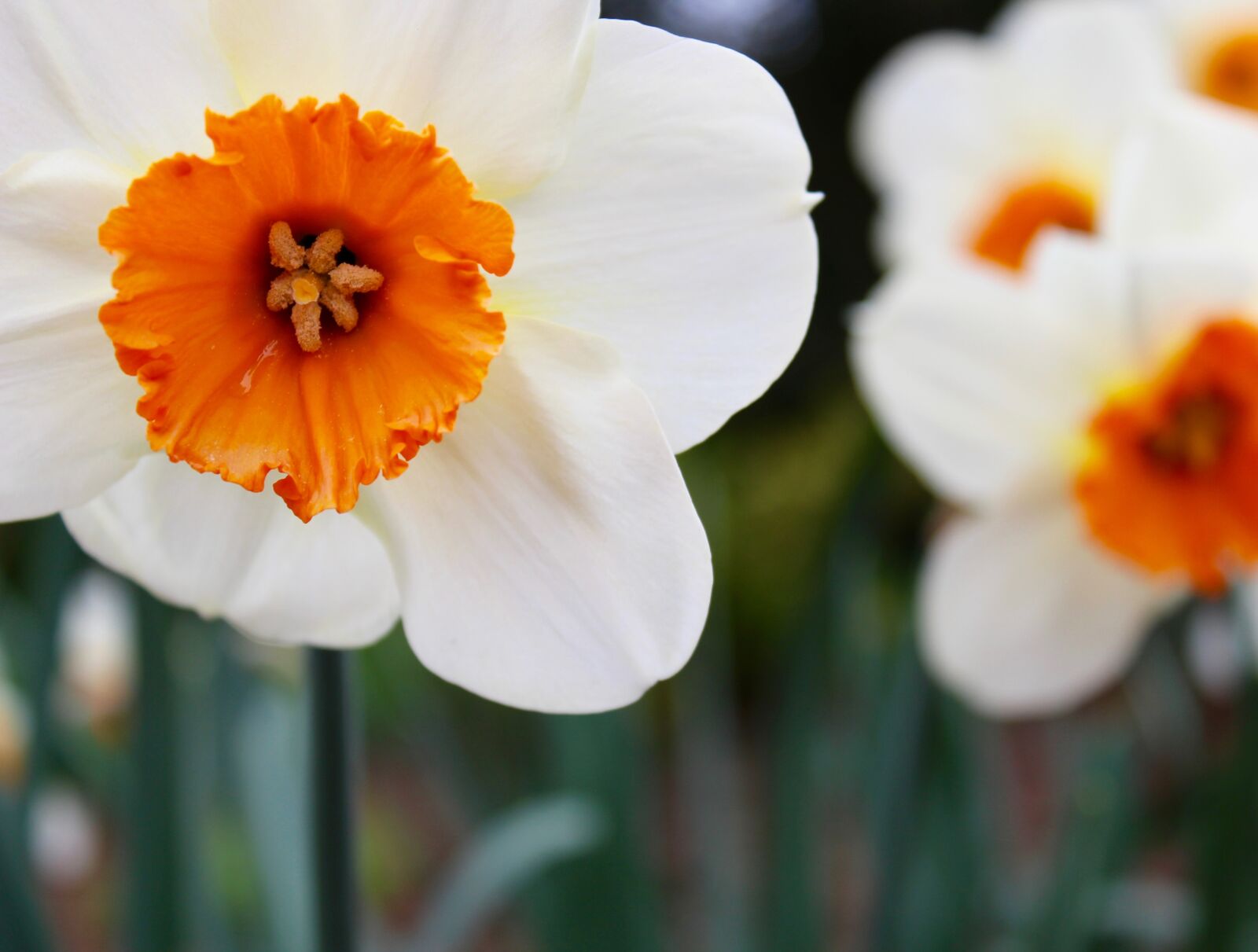 Canon EOS 1300D (EOS Rebel T6 / EOS Kiss X80) sample photo. Flowers, orange, white photography