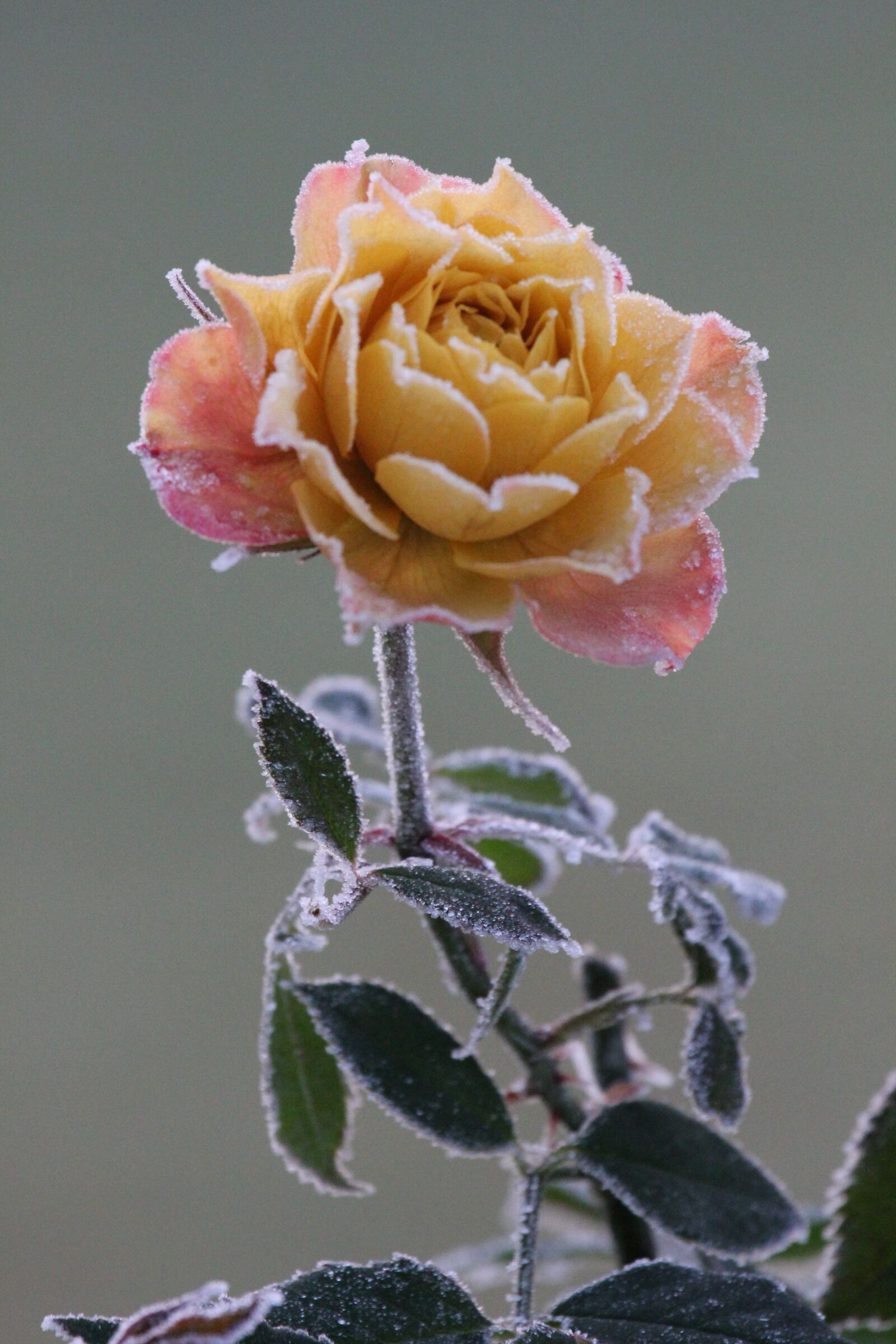 Canon EOS 550D (EOS Rebel T2i / EOS Kiss X4) sample photo. Rose, november, winter photography