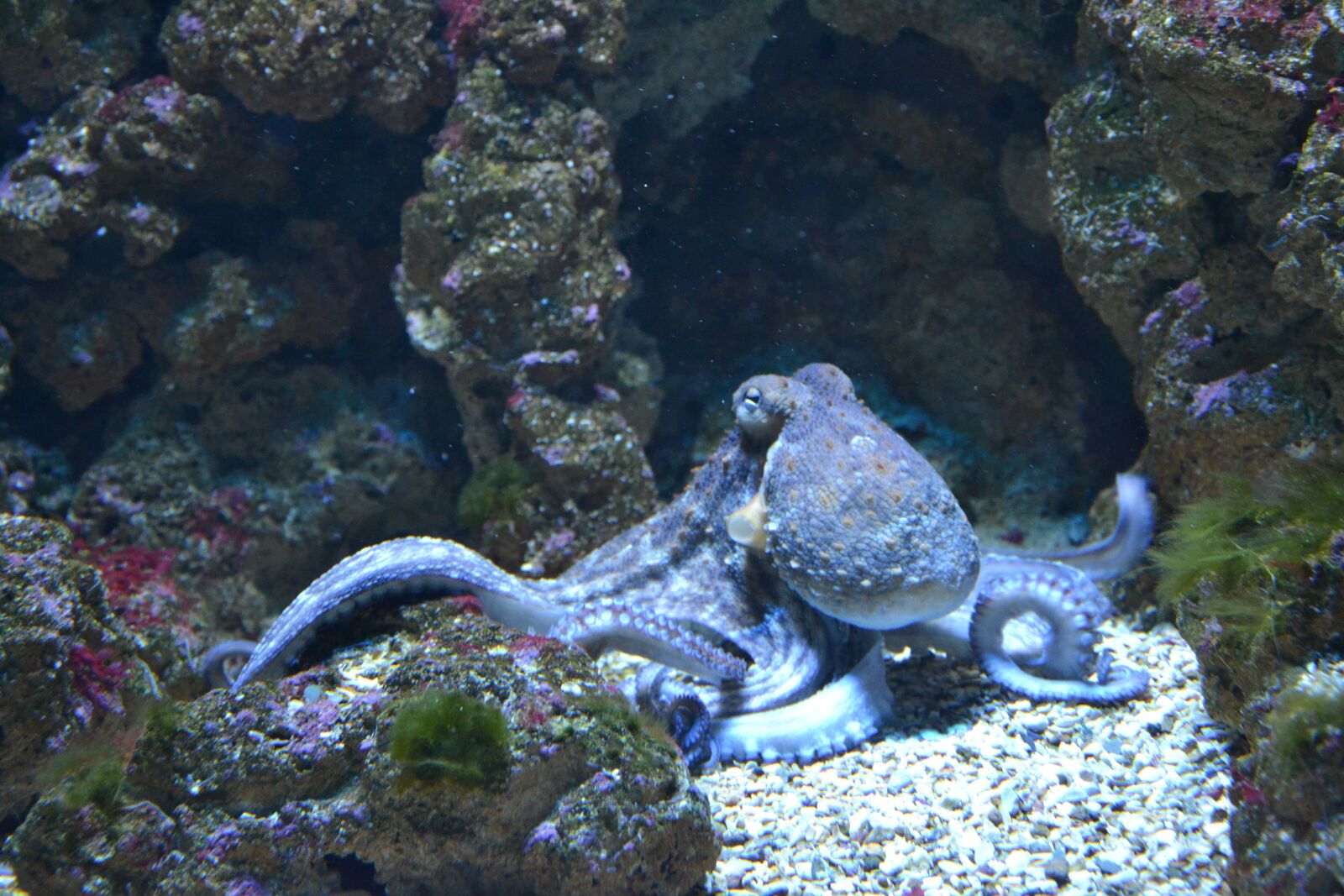 Nikon D3100 sample photo. Fish, octopus, water photography