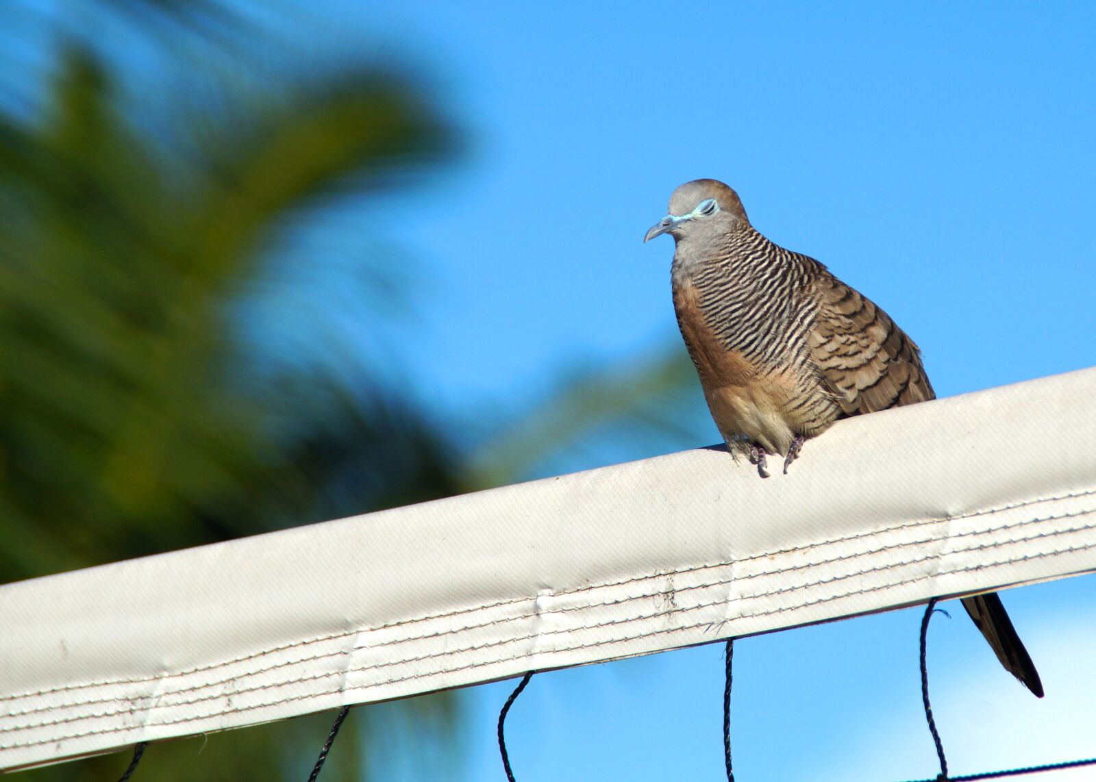 Sony DT 18-200mm F3.5-6.3 sample photo. Bird, animal, nature photography