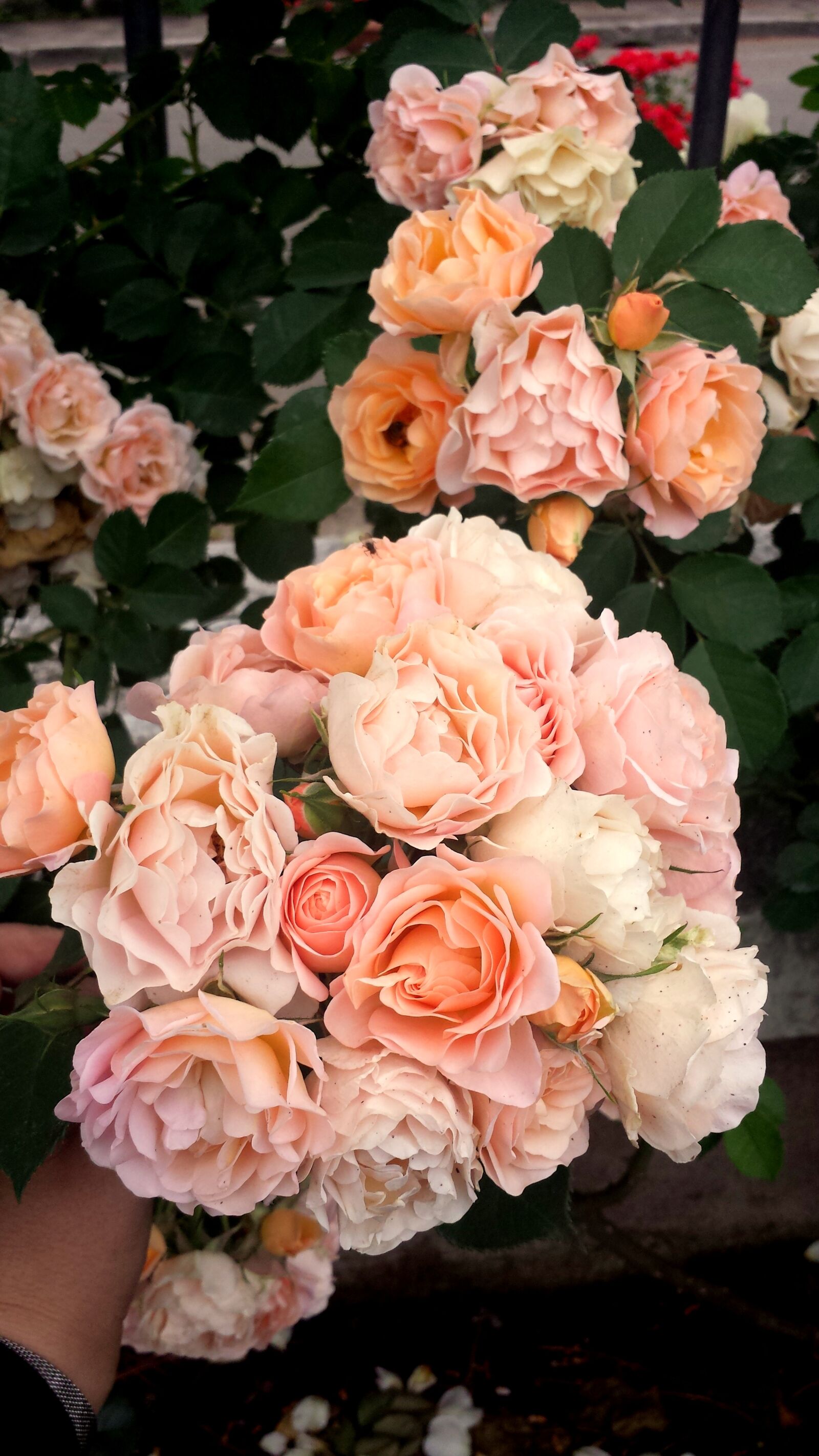 Samsung Galaxy S4 sample photo