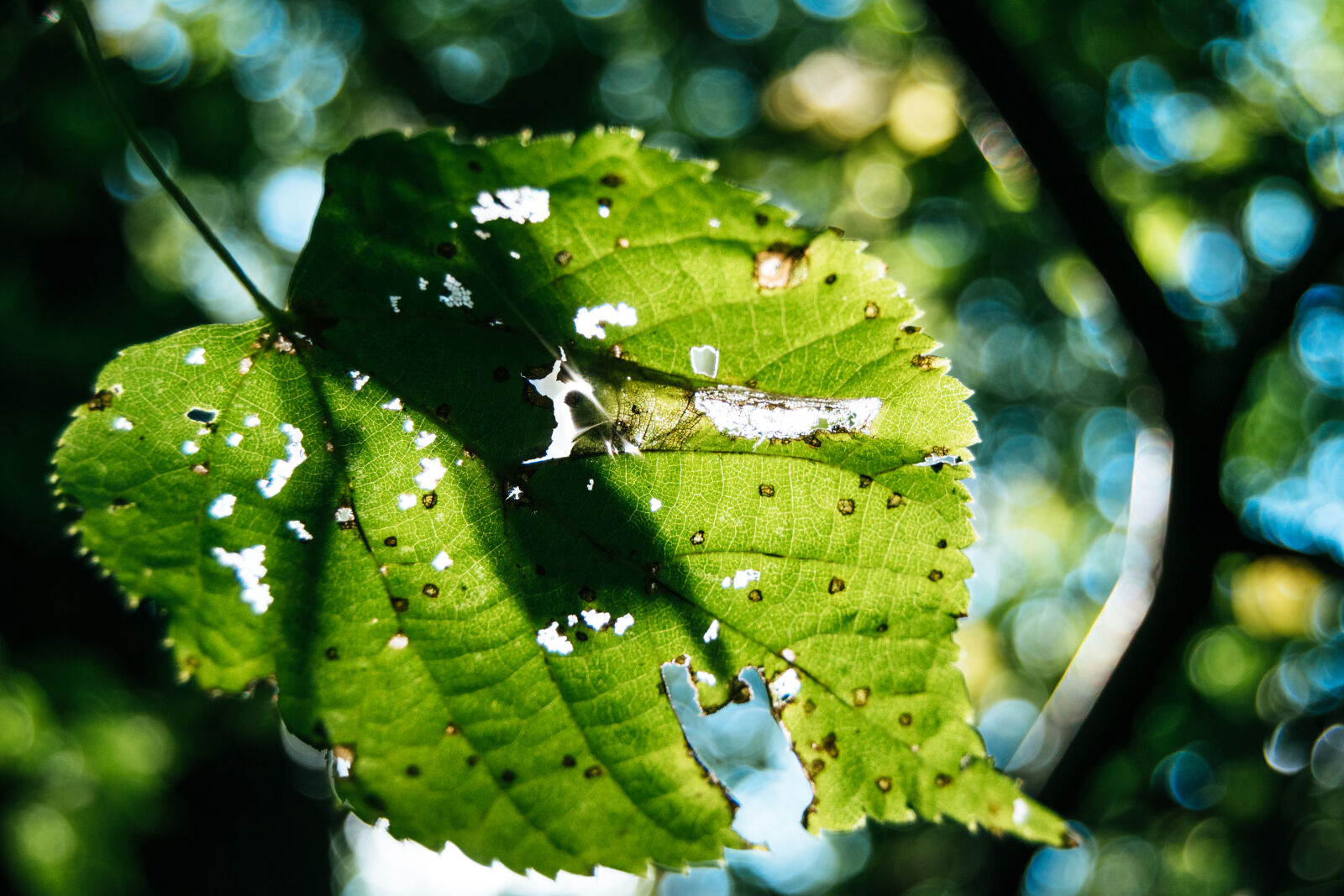 Nikon D3300 + Nikon AF-S DX Nikkor 18-55mm F3.5-5.6G II sample photo. Autumn, autumn, colours, blurred photography