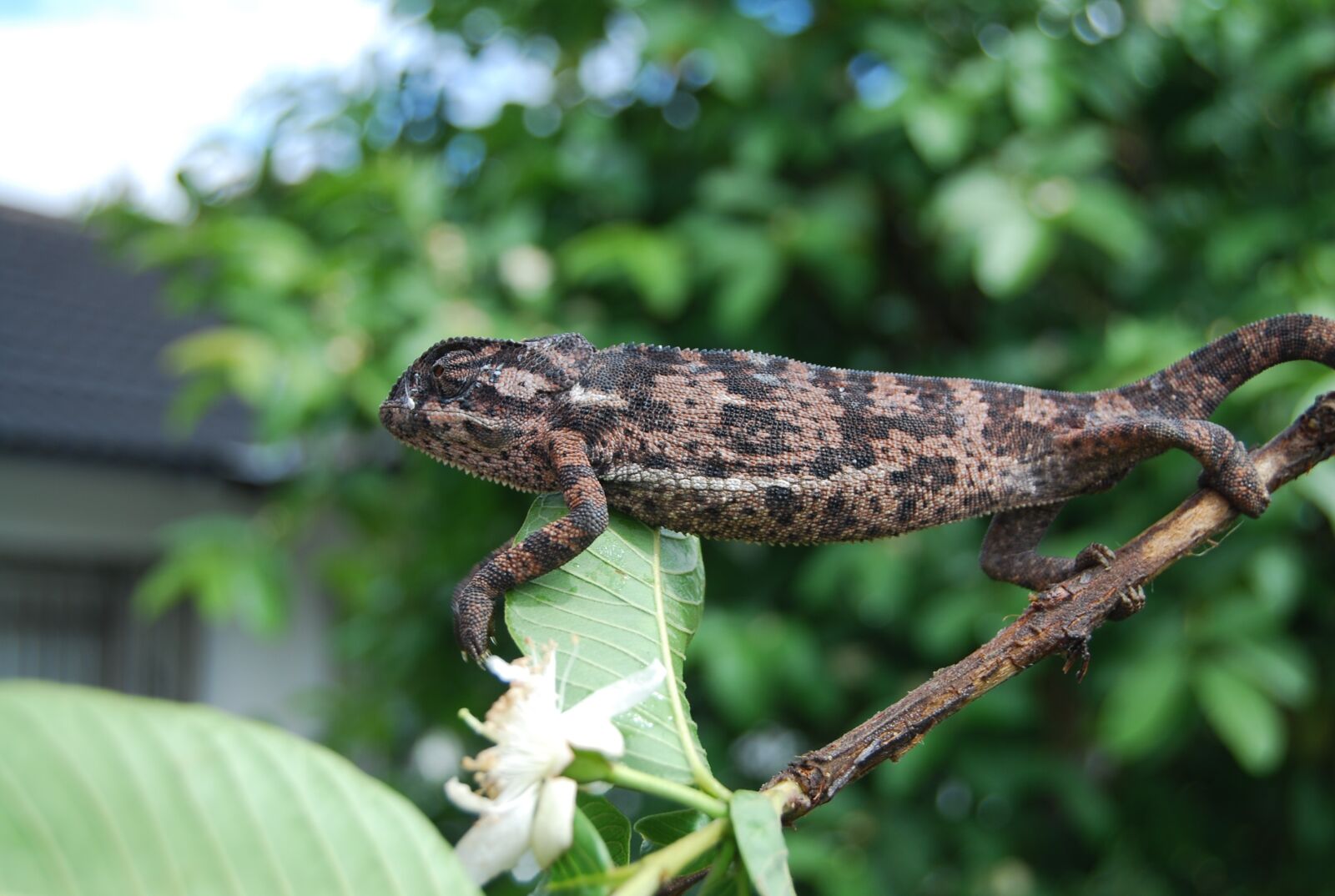 Nikon D60 sample photo. Chameleon, zimbabwe, nature photography