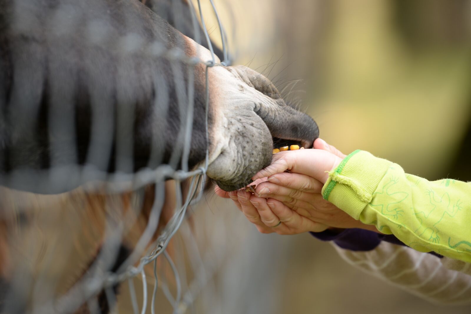 Nikon D610 sample photo. Hands, donkey, feeding photography