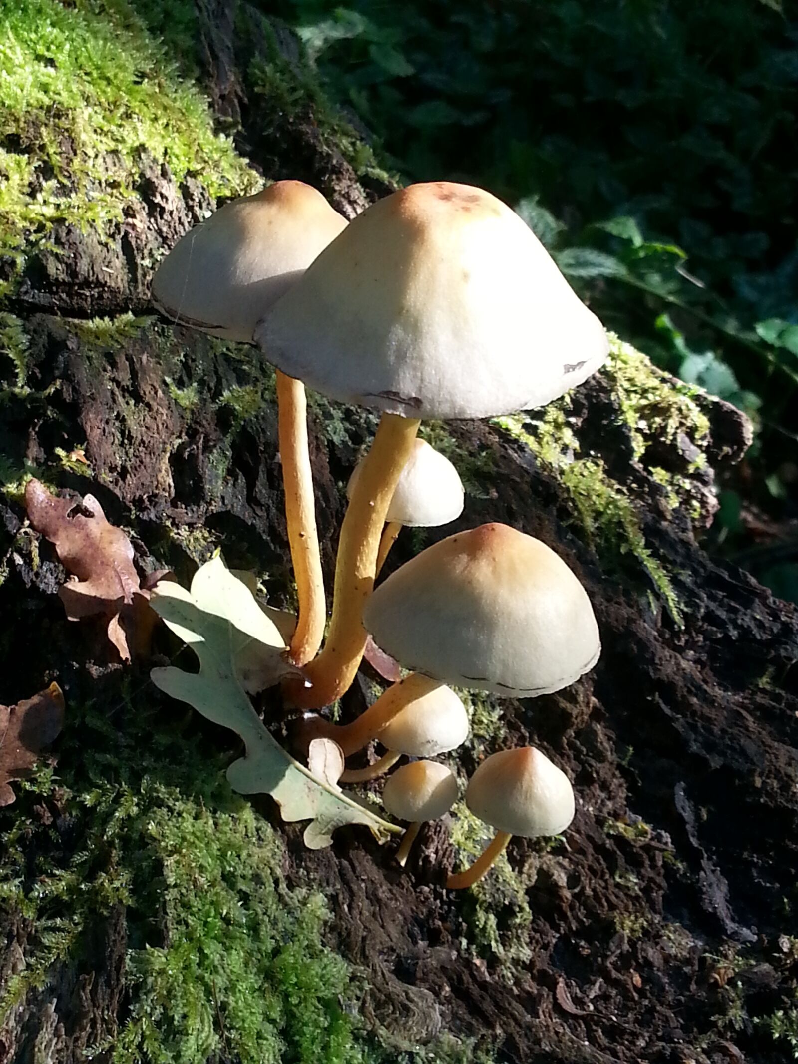 Samsung Galaxy S3 sample photo. Mushroom, autumn, clingendael photography