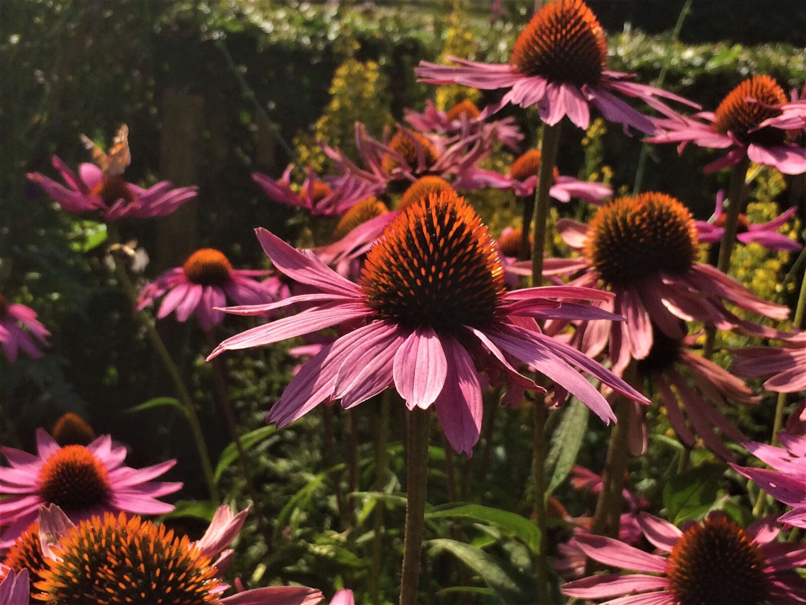 iPhone 5s back camera 4.15mm f/2.2 sample photo. Flowers, purple coneflower, vegetable photography