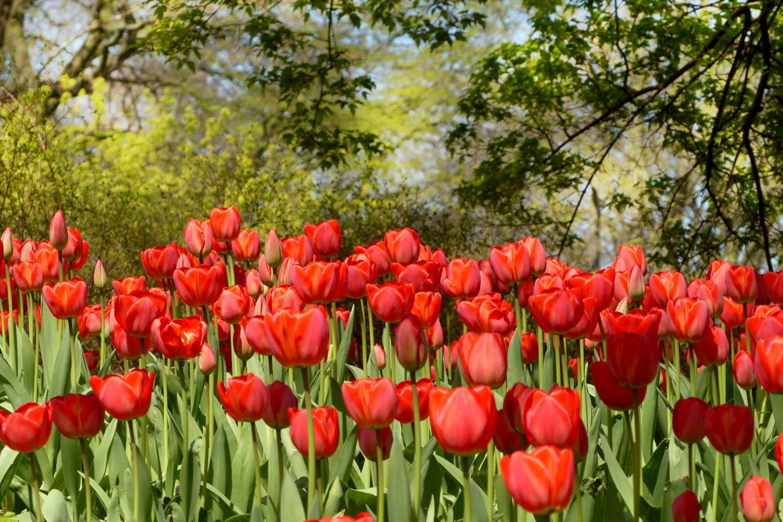 Panasonic Lumix DMC-FZ200 sample photo. Tulips, red, flower photography