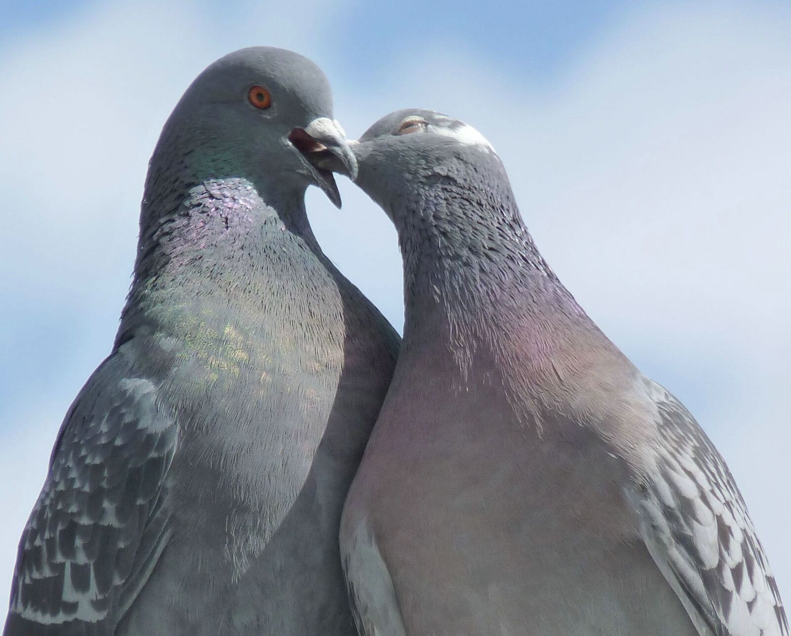 Panasonic Lumix DMC-FZ35 (Lumix DMC-FZ38) sample photo. Pigeons, lovebirds, bird photography