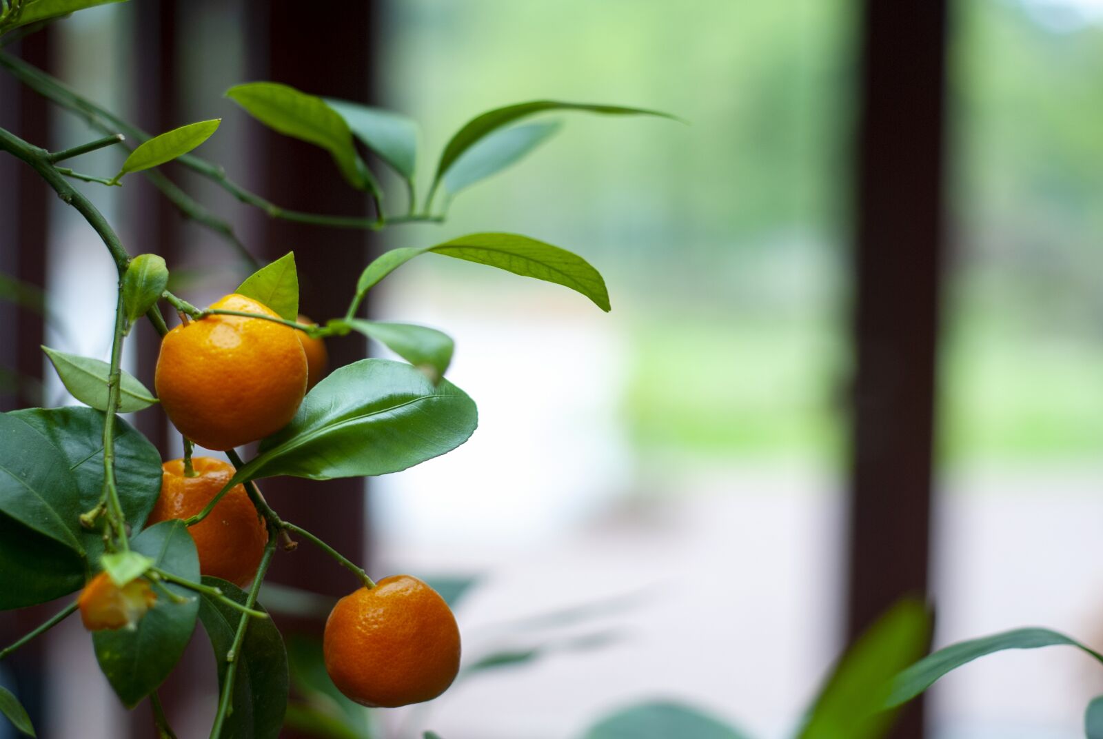 Nikon D80 sample photo. Citrus, citrus fruit, vitamins photography