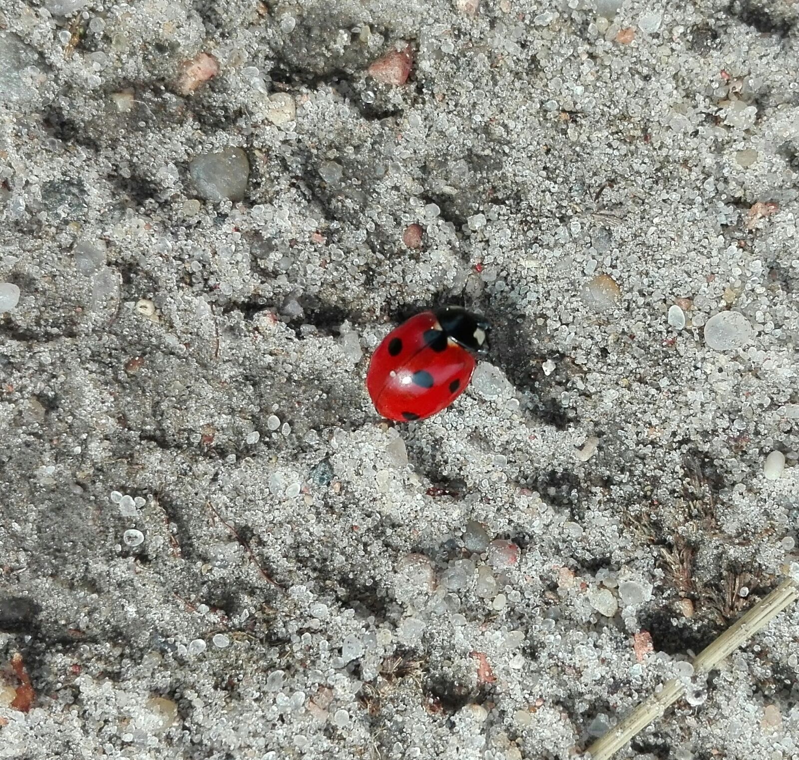 HUAWEI Cherry Mini sample photo. Insects, macro, nature photography
