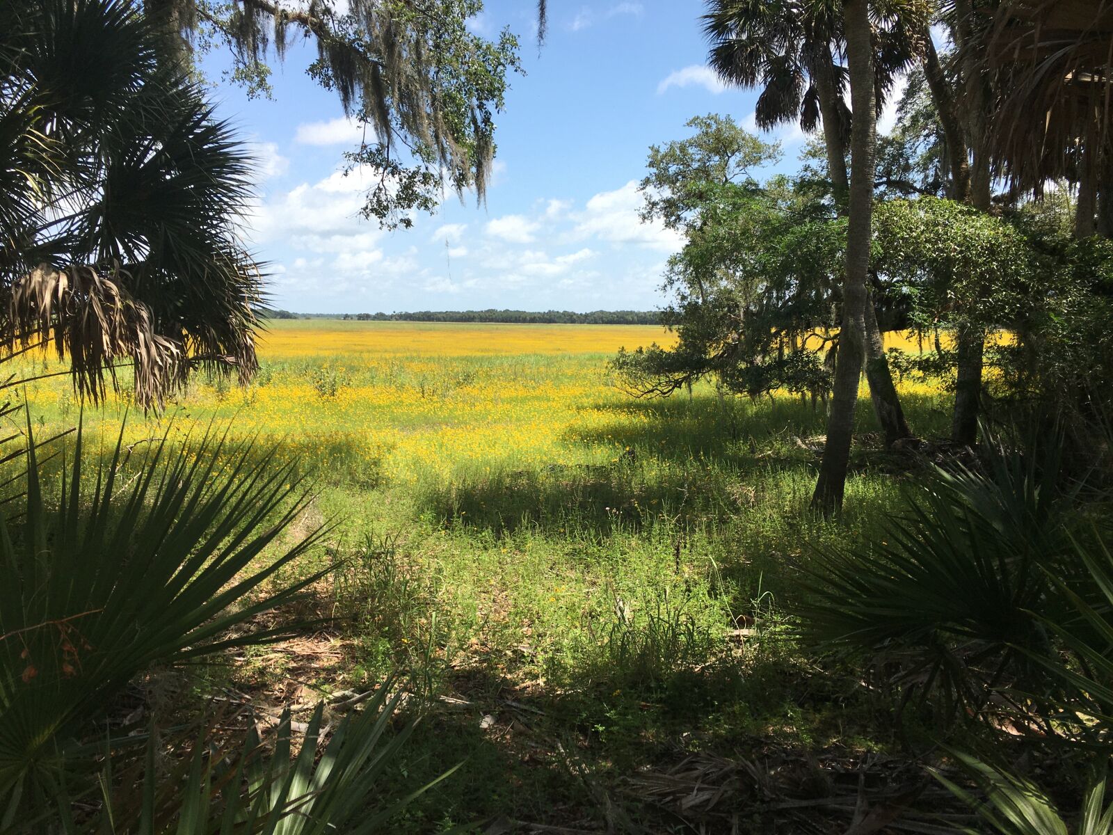 Apple iPhone 6s sample photo. Landscape, flowers, meadow photography