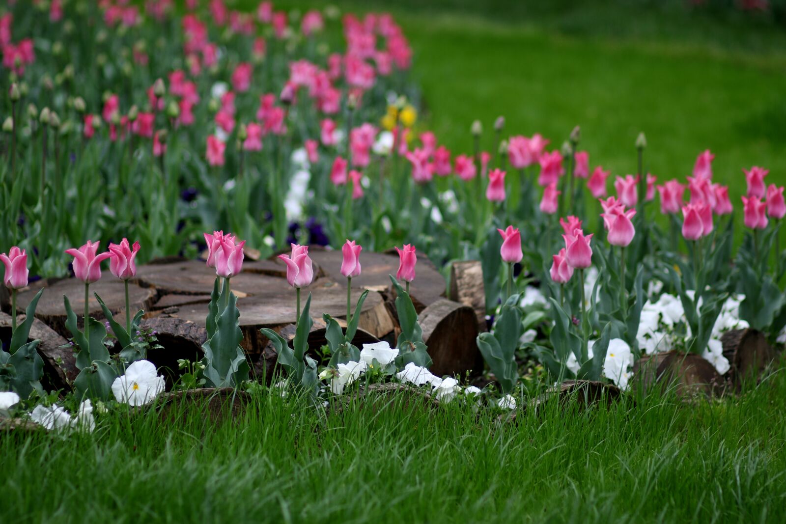 Canon EF 85mm F1.8 USM sample photo. Tulips, pink, coloring photography