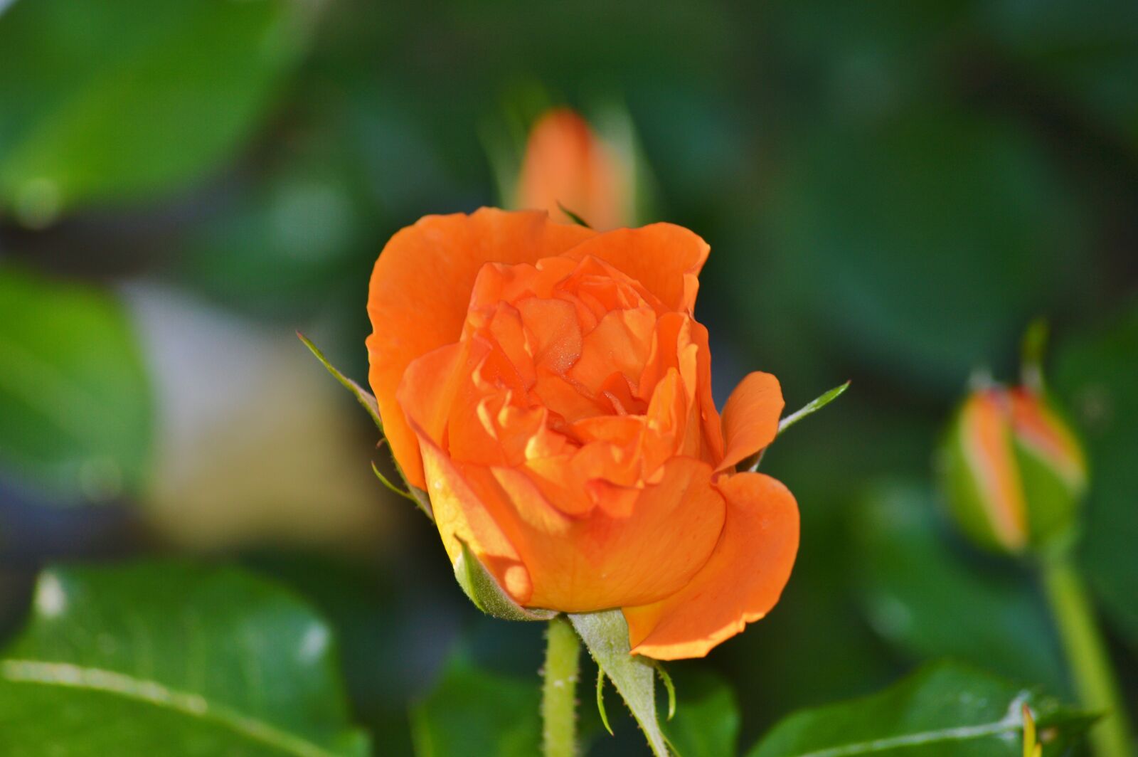 Nikon D3200 sample photo. Roses, flowers, bud photography