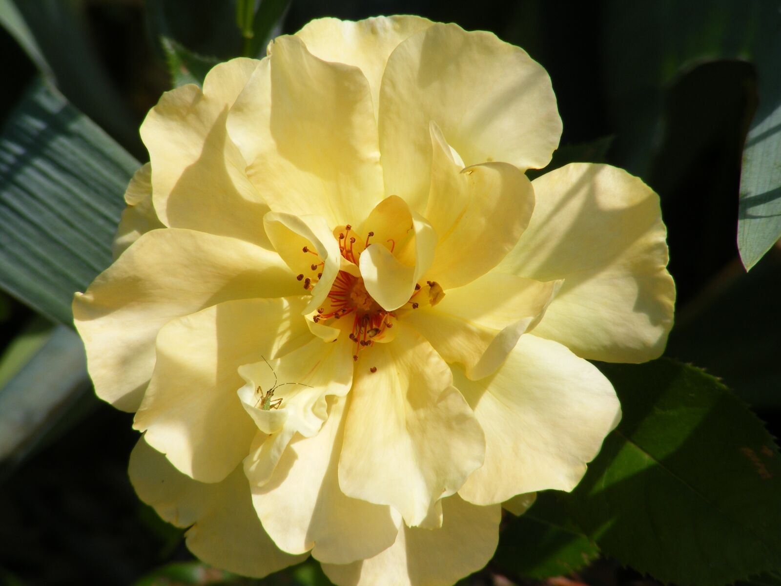 Fujifilm FinePix S5700 S700 sample photo. Rose, yellow, flower photography