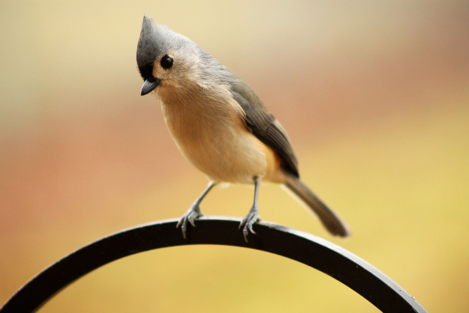 Canon EOS 1100D (EOS Rebel T3 / EOS Kiss X50) + Canon EF 75-300mm f/4-5.6 sample photo. Tufted titmouse, crested, bird photography