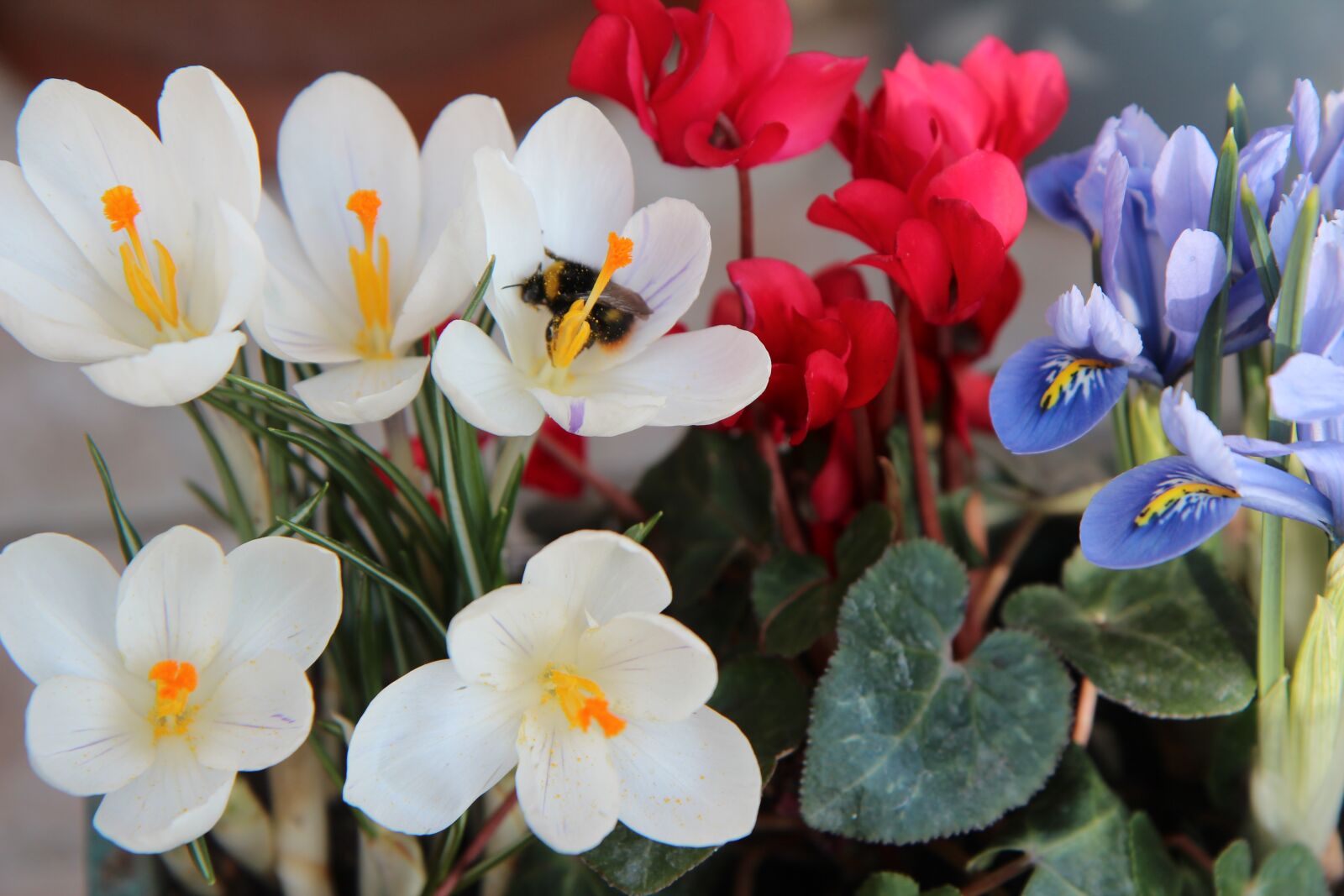 Canon EOS 600D (Rebel EOS T3i / EOS Kiss X5) sample photo. Crocus, bourdon, pollen photography