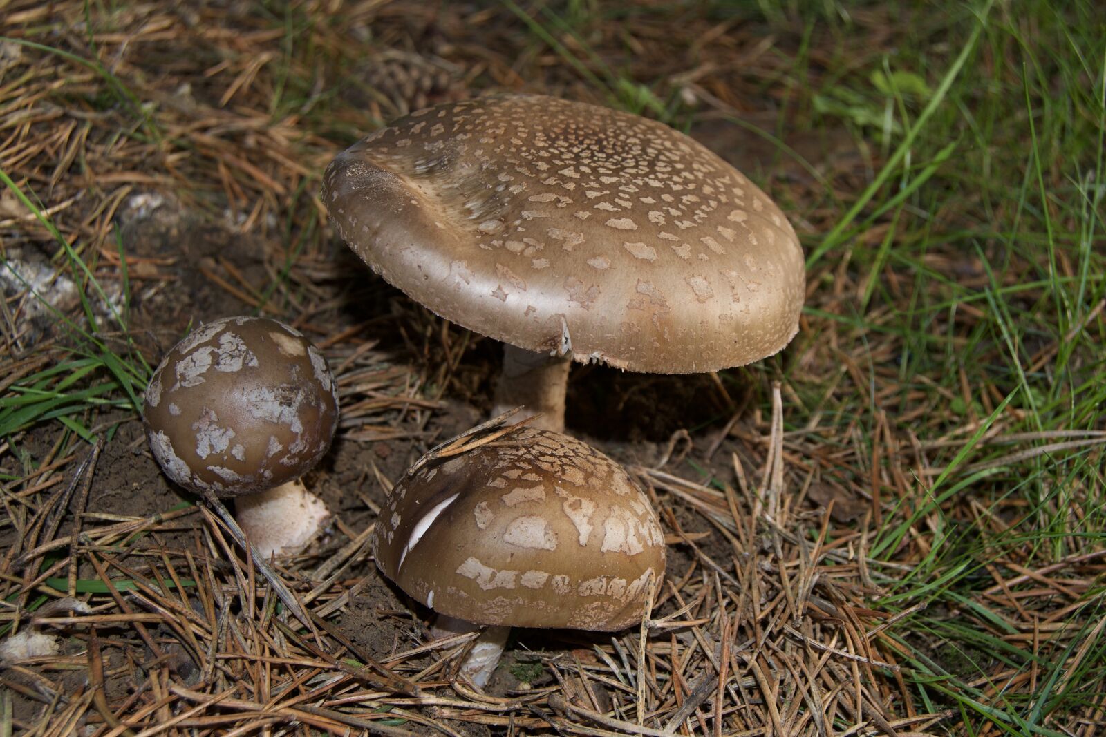 Nikon D3100 sample photo. Mushrooms, autumn, amanita photography