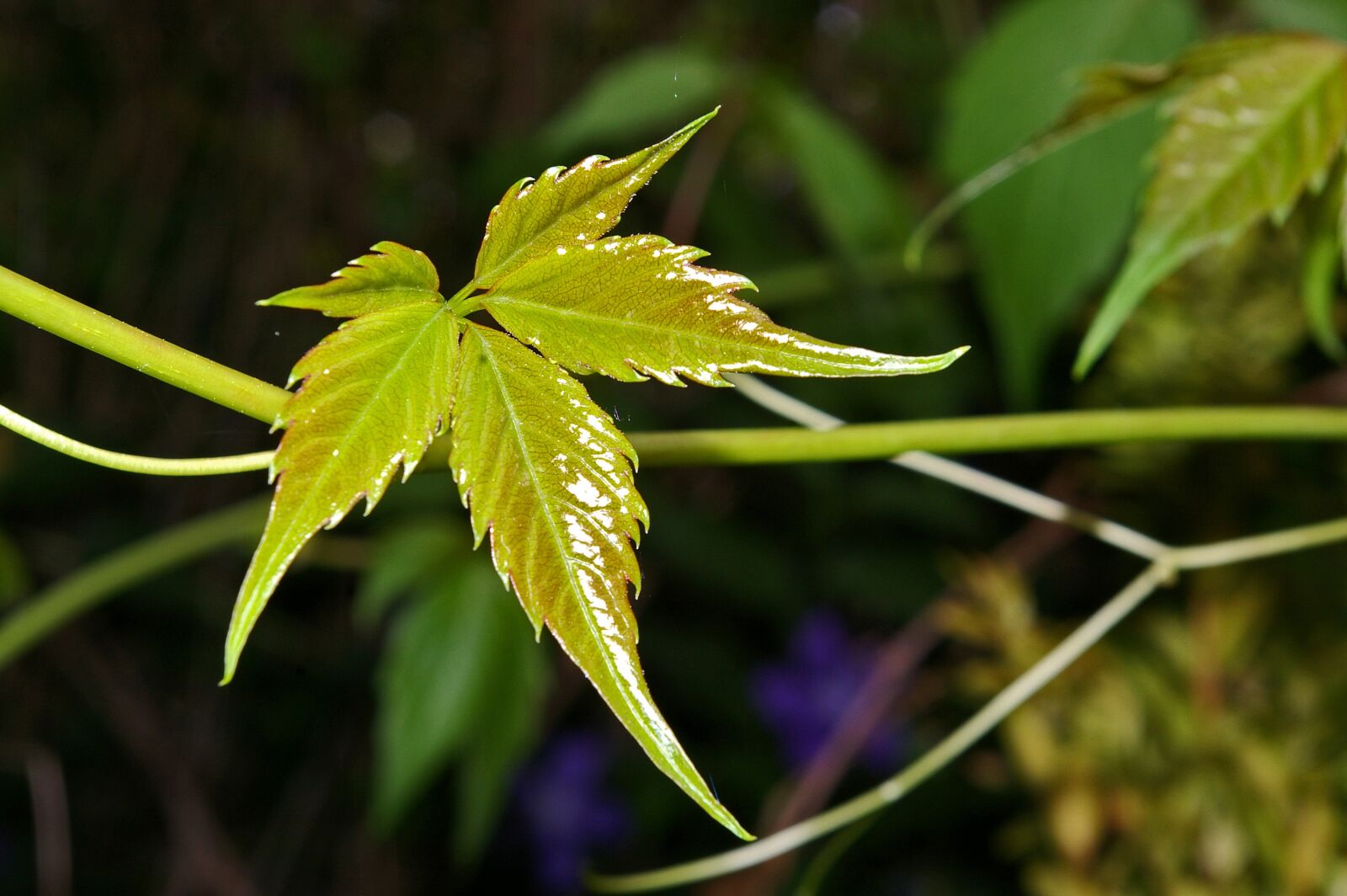 Pentax *ist DL2 sample photo. Climber plant, wine partner photography