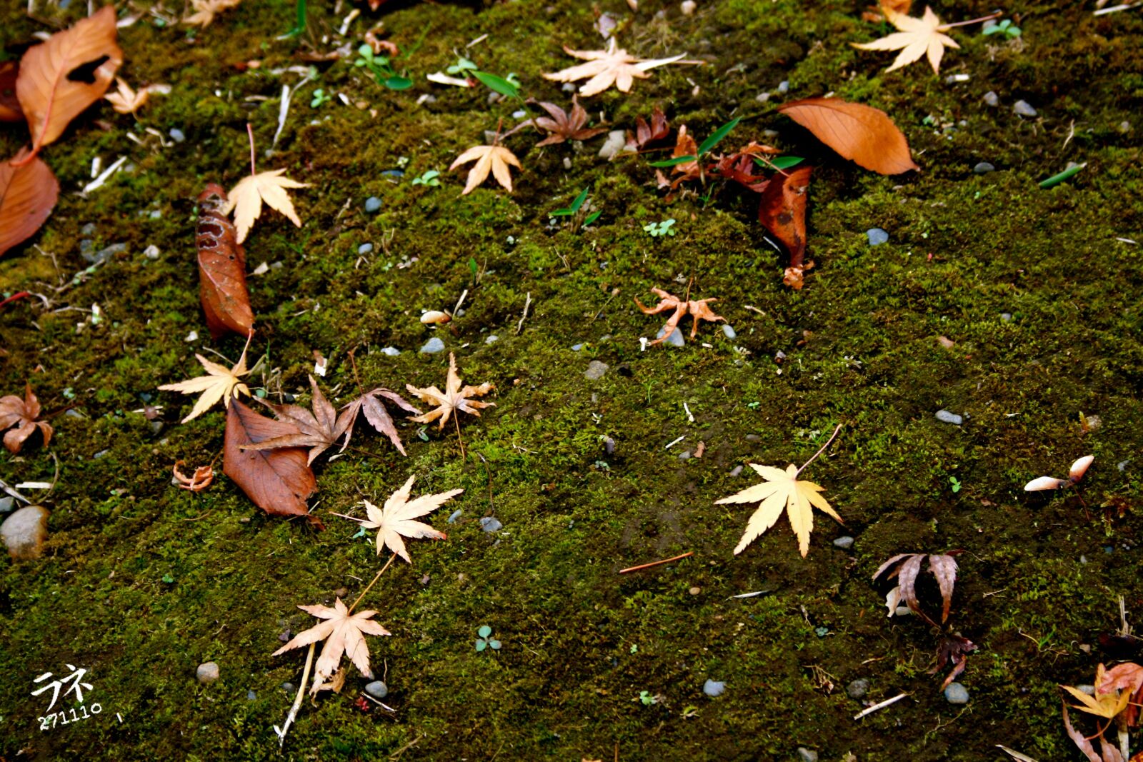 Canon EOS 400D (EOS Digital Rebel XTi / EOS Kiss Digital X) sample photo. Fall, autumn, leaves photography