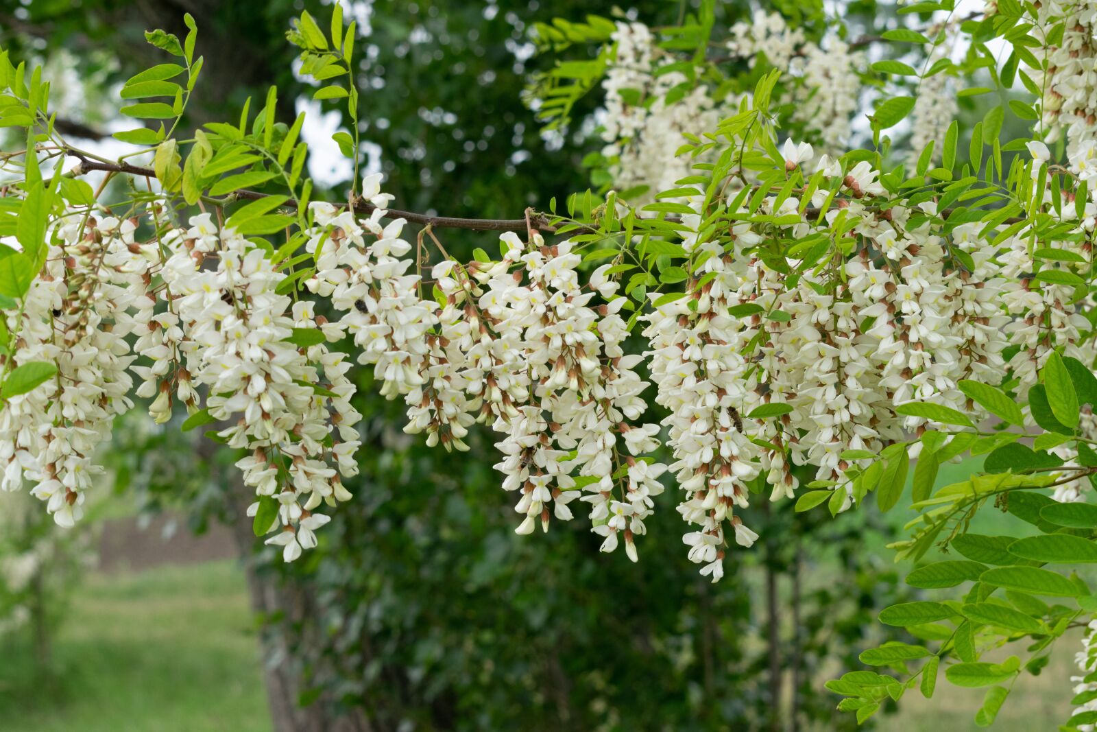 Nikon D3300 sample photo. Acacia, wood, flower photography
