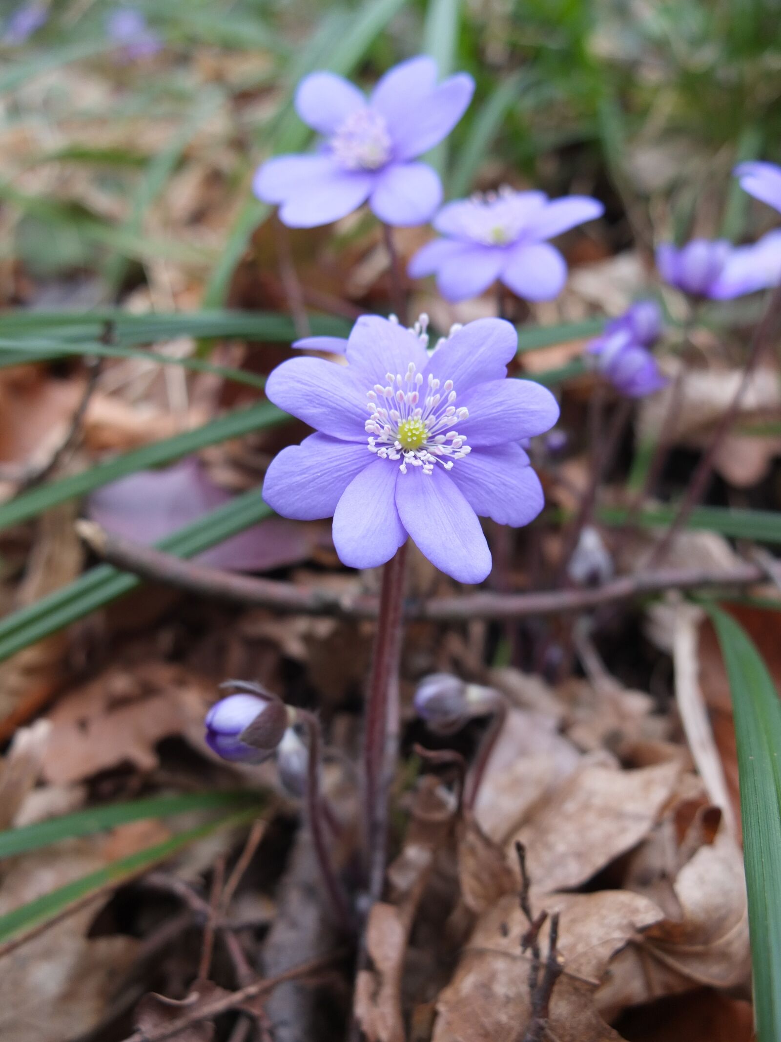 Fujifilm X10 sample photo. Hepatica, spring, flower photography