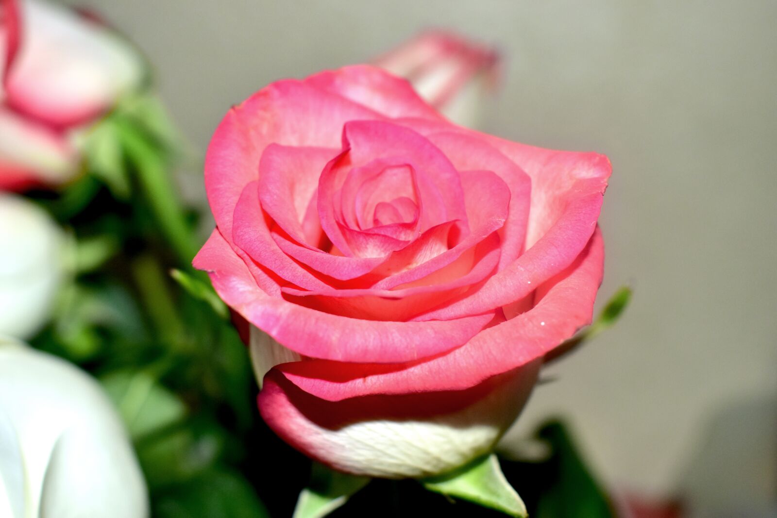 Nikon D5600 sample photo. Flower, rosa, plant photography