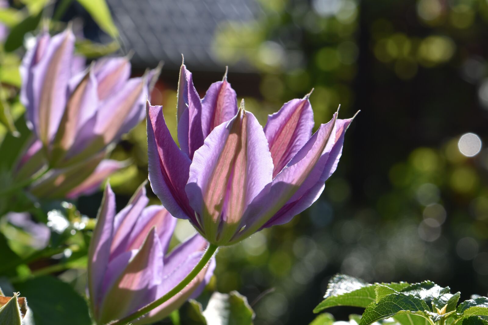 Nikon D5600 sample photo. Flowers, pink-white, nature photography