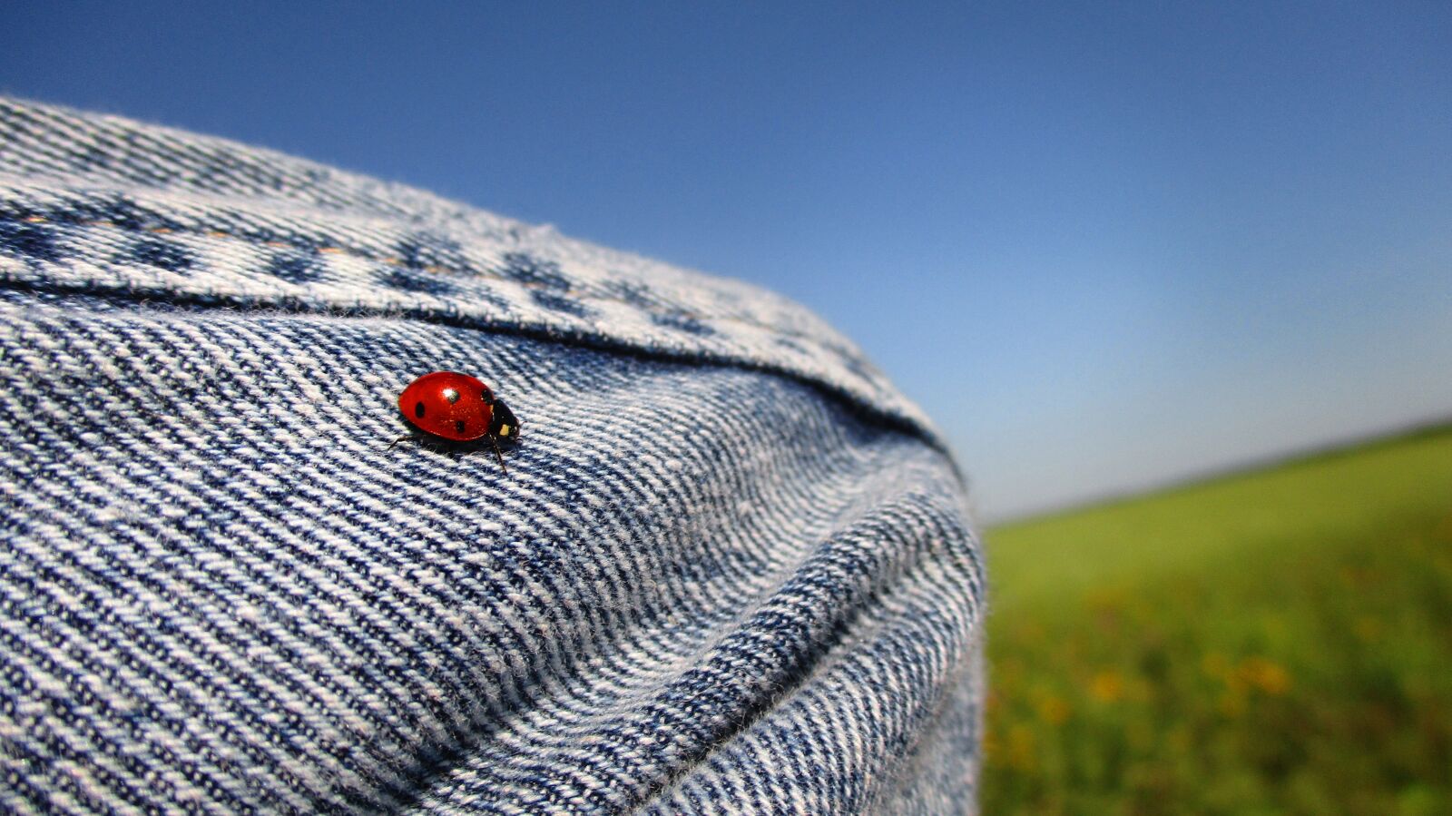 Canon IXUS 185 sample photo. Ladybug, coccinellid, insect photography