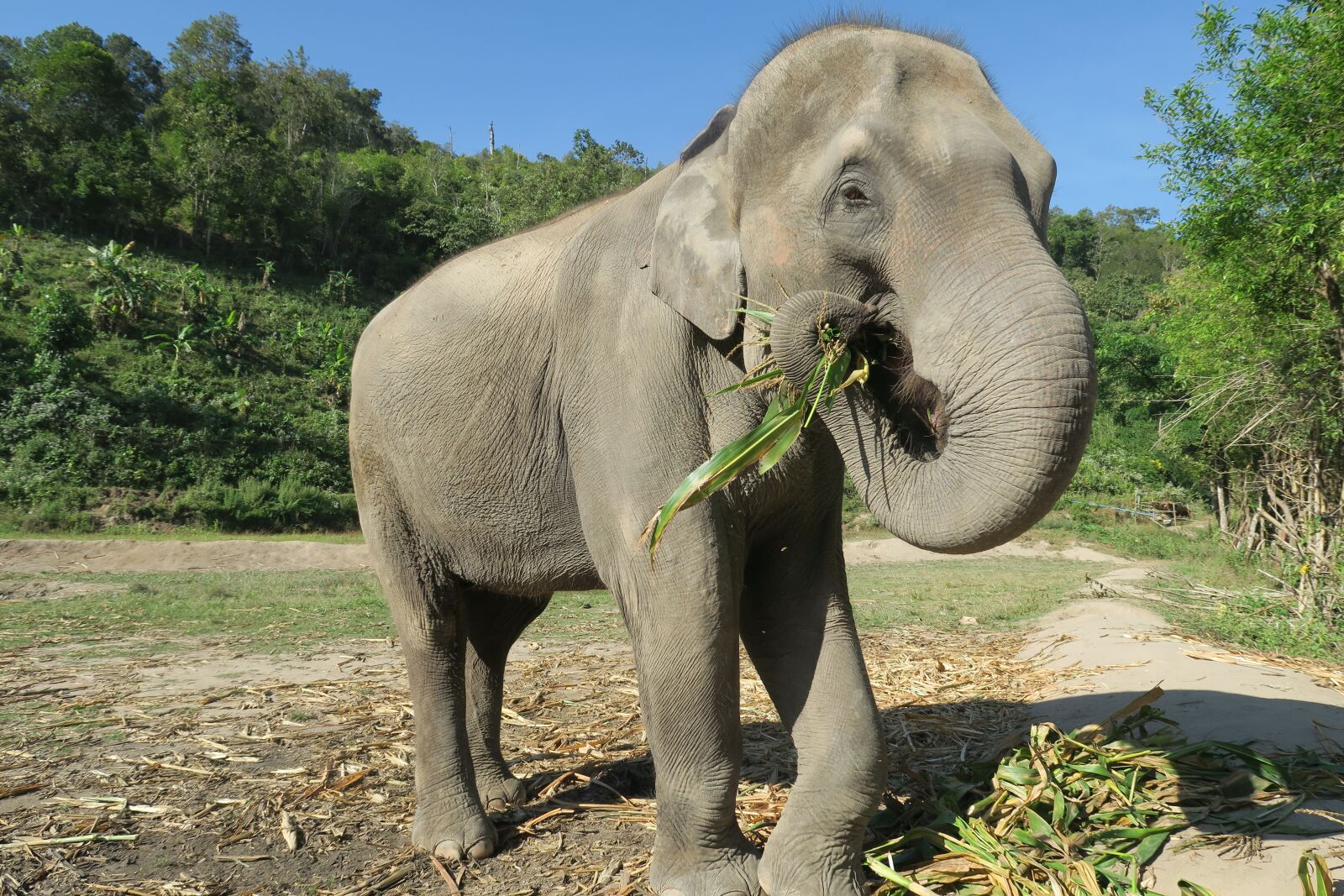 Canon PowerShot G7 X sample photo. Elephant, thailand, elephant eating photography