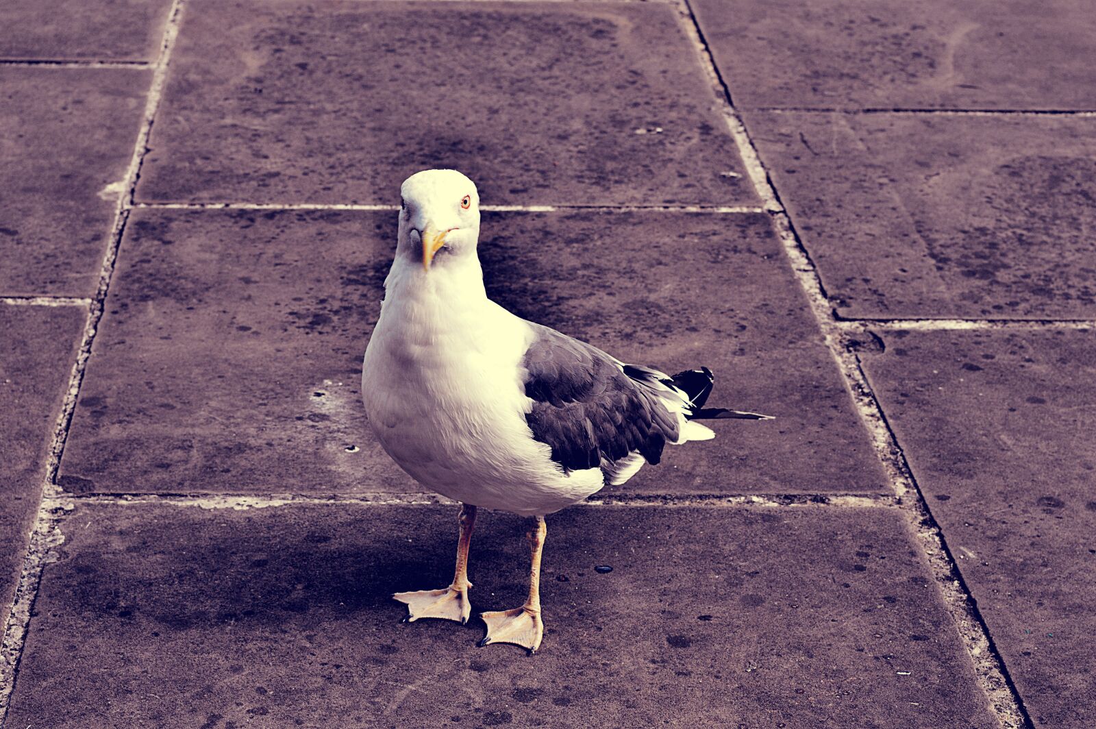Nikon D3200 sample photo. Animal, avian, beak, bird photography