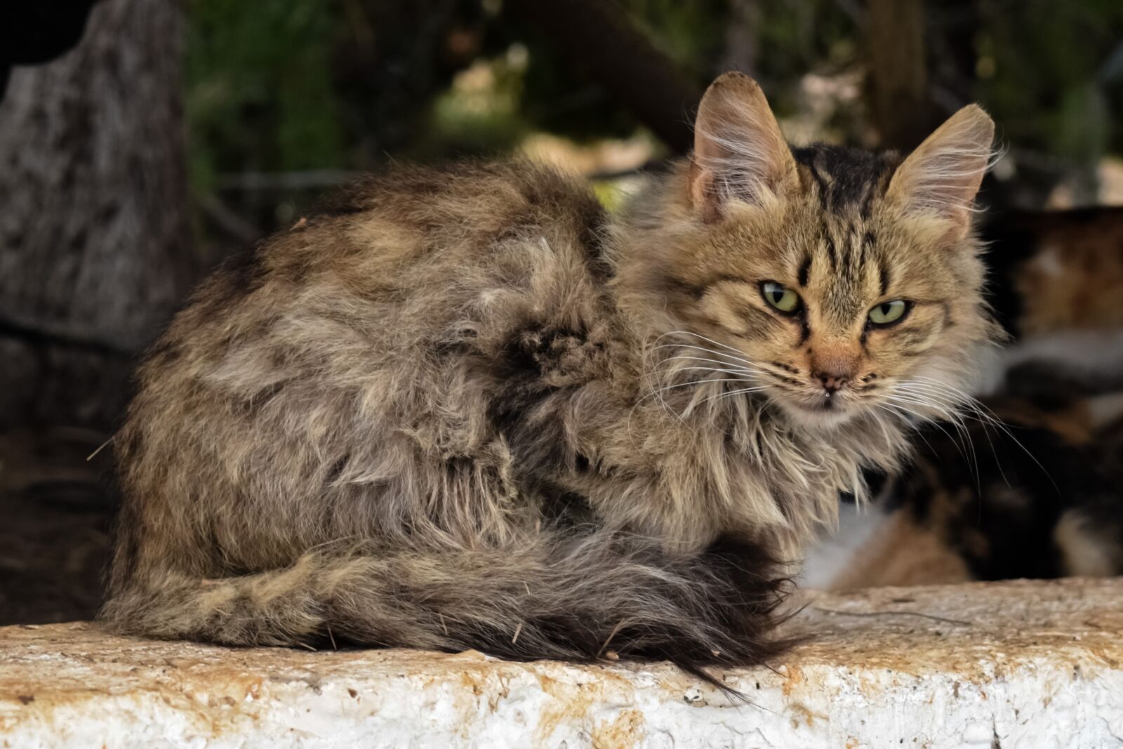 Nikon D3300 sample photo. Animal, cat, mammal photography