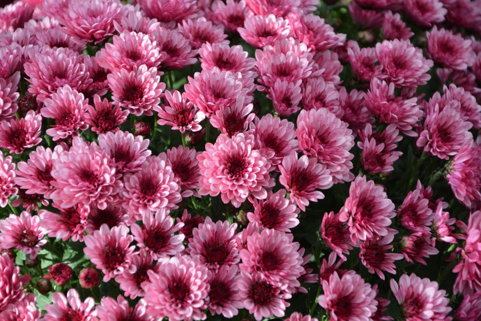 Nikon D5200 sample photo. Mums, flowers, colors photography