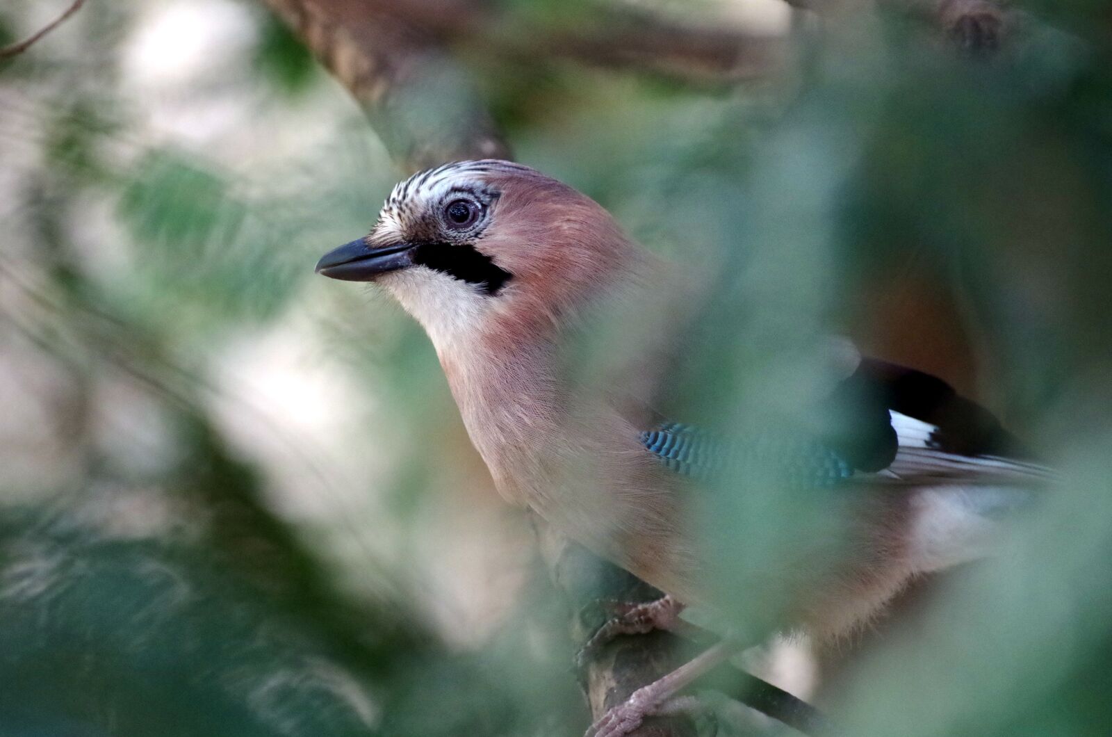 Pentax K-30 sample photo. Jay, forest, wild bird photography