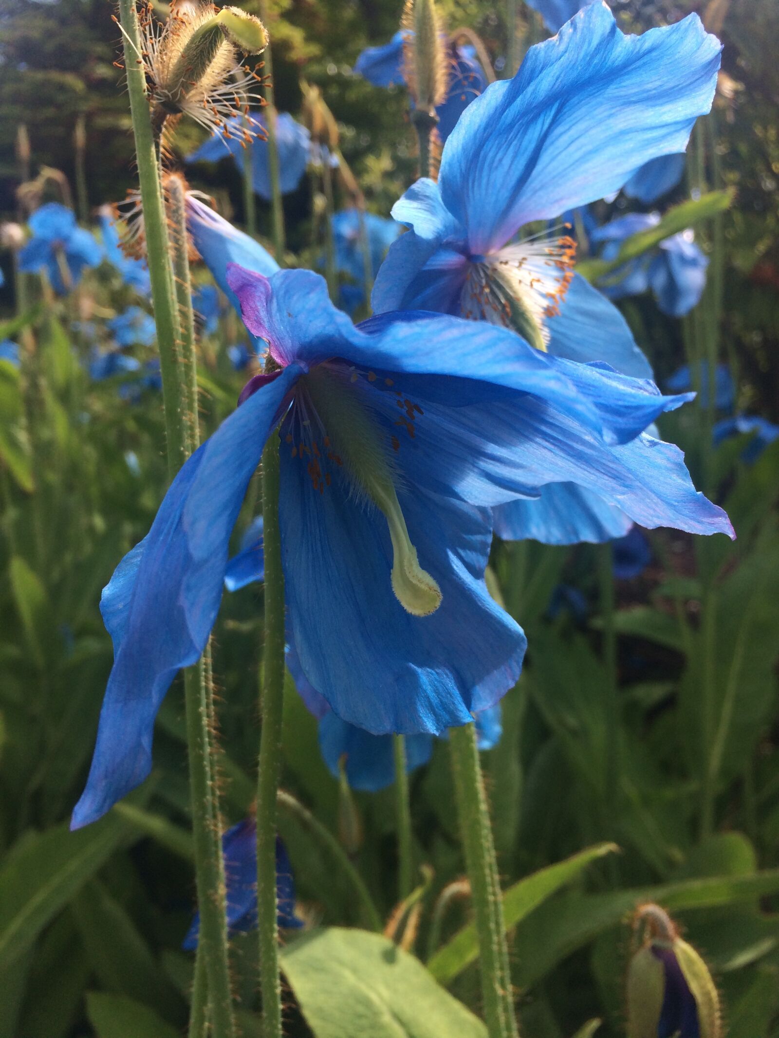 iPhone 5s back camera 4.15mm f/2.2 sample photo. Himalayan blue poppy, poppy photography