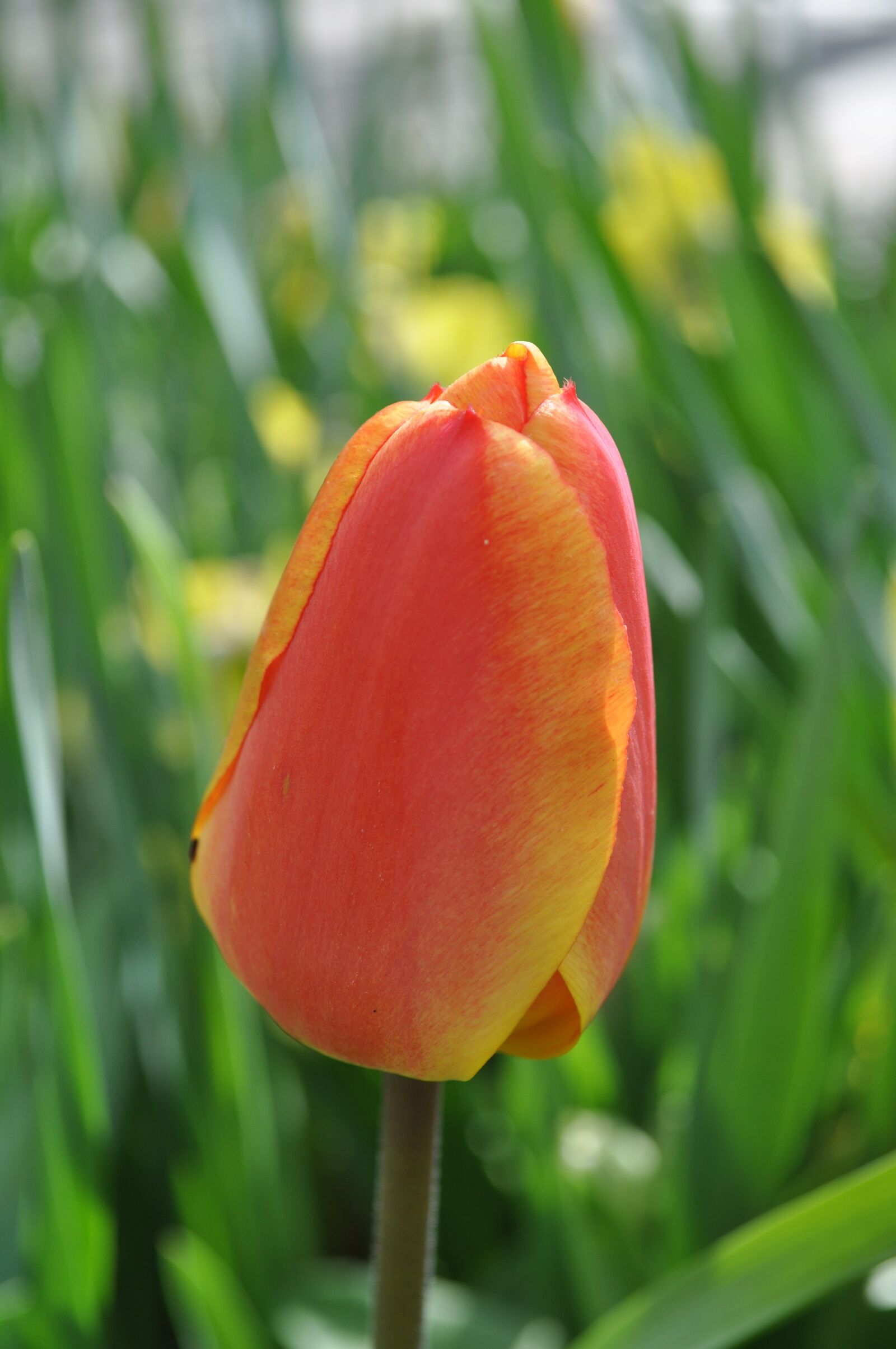 Nikon D5000 sample photo. Tulips, flowers, tulip photography