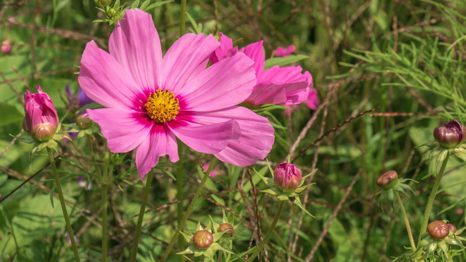 Panasonic DMC-G81 sample photo. Flowers, plant, pink photography