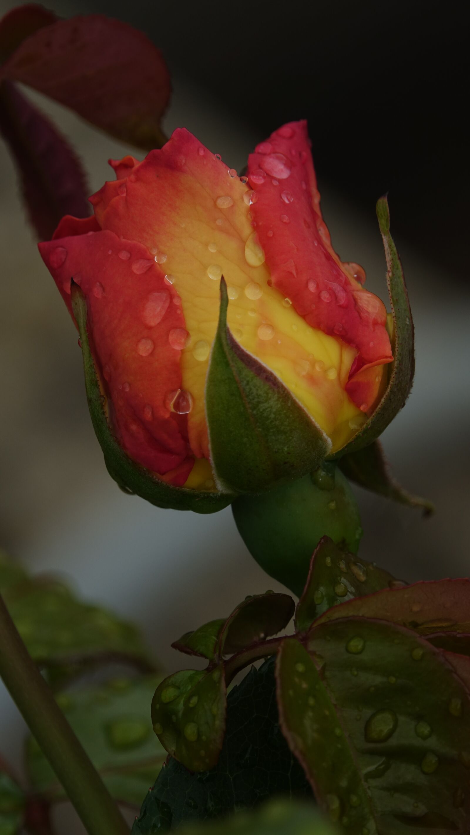 Sony Cyber-shot DSC-RX10 III sample photo. Pink, pearl of rain photography