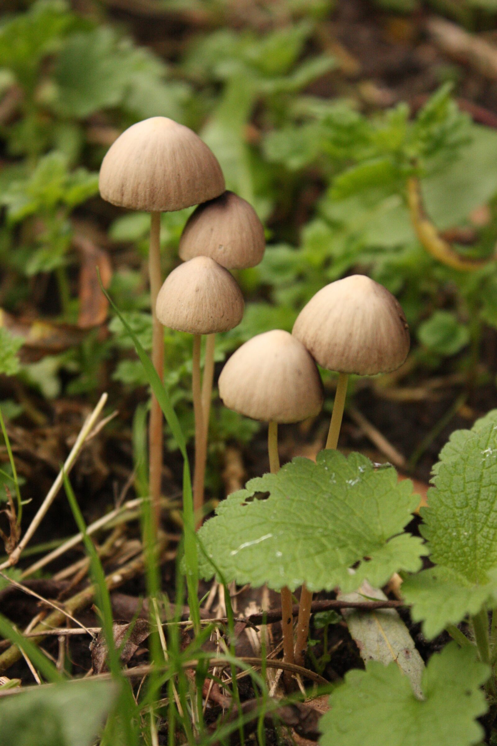 Canon EOS 450D (EOS Rebel XSi / EOS Kiss X2) sample photo. Mushroom, autumn, nature photography