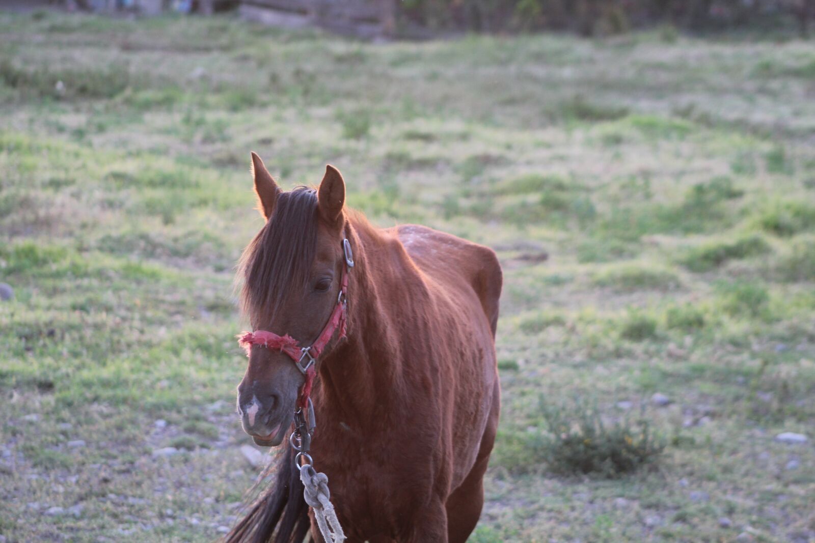 Canon EOS 1300D (EOS Rebel T6 / EOS Kiss X80) sample photo. Field, moquegua, peru photography