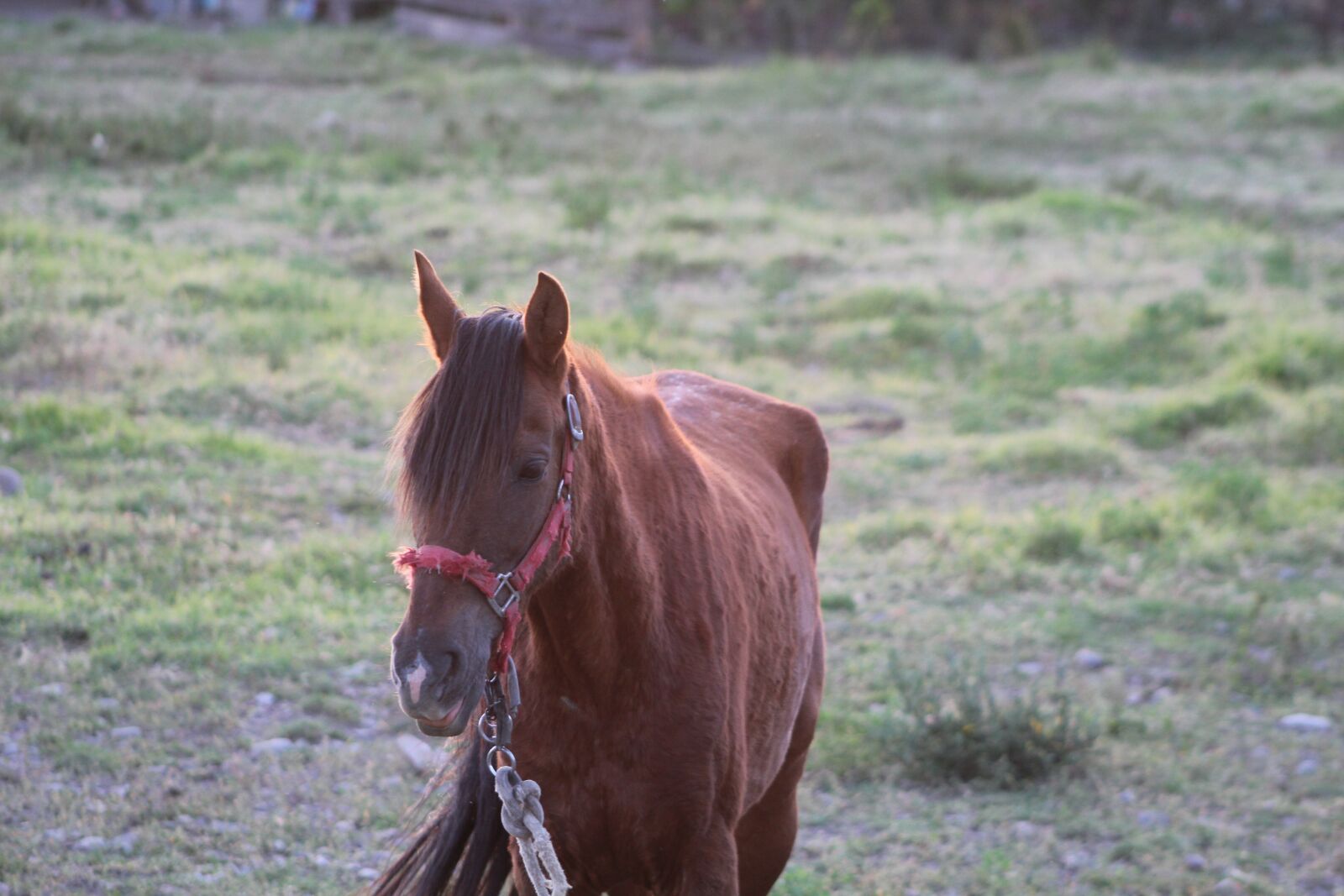 Canon EOS 1300D (EOS Rebel T6 / EOS Kiss X80) + EF75-300mm f/4-5.6 sample photo. Field, moquegua, peru photography