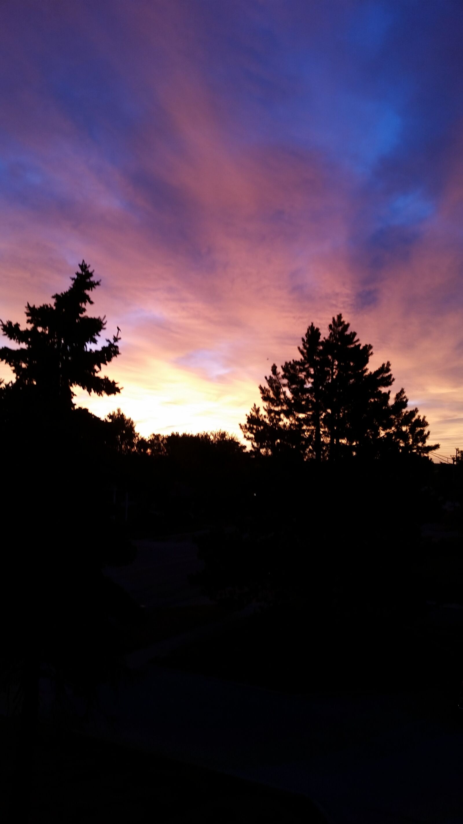 Samsung Galaxy S5 sample photo. Sunset, trees, sky photography