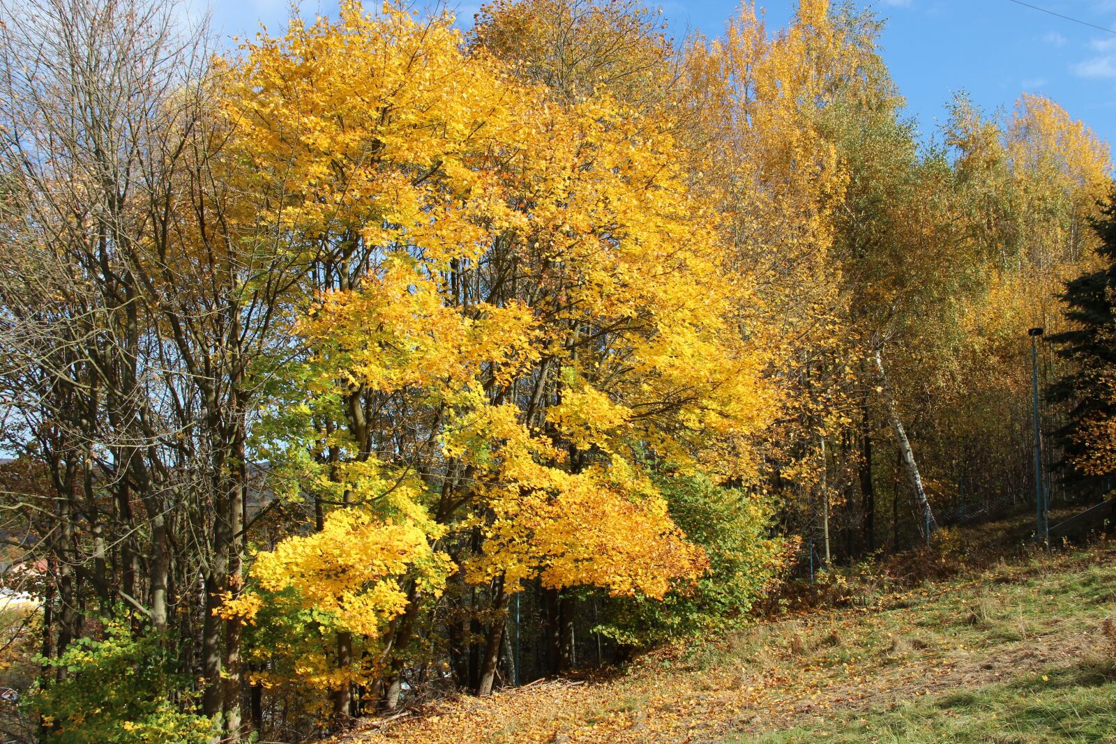 Canon EOS 600D (Rebel EOS T3i / EOS Kiss X5) sample photo. Autumn, leaves, fall foliage photography