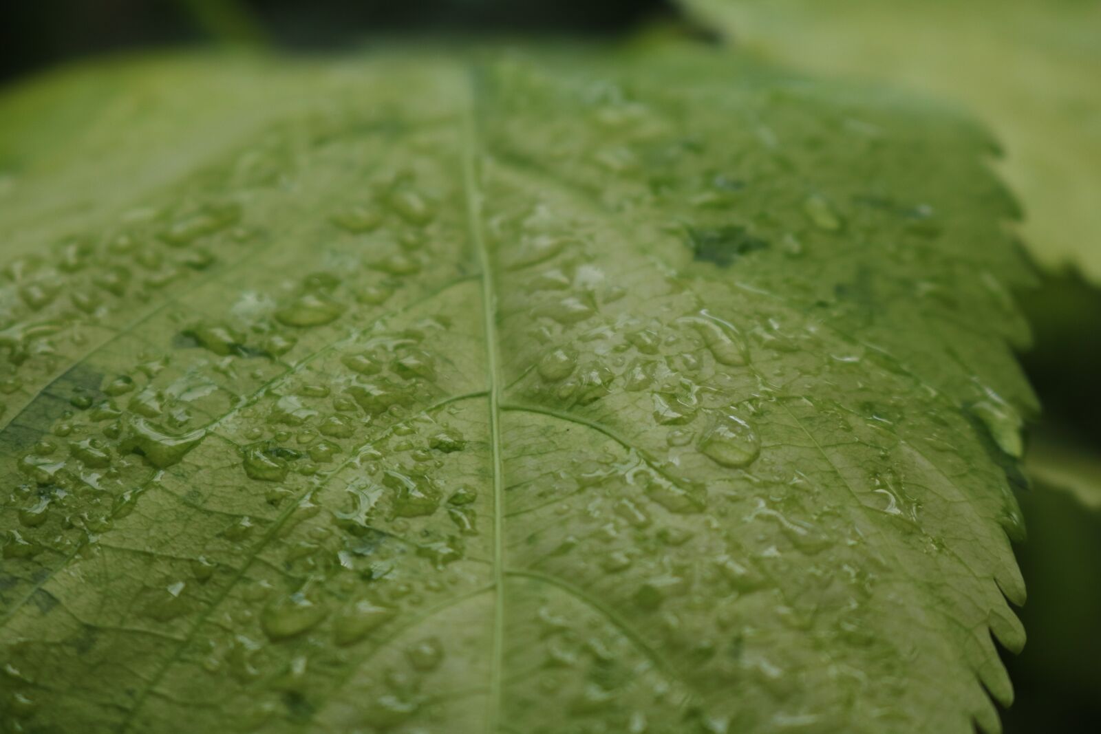 Canon EOS 750D (EOS Rebel T6i / EOS Kiss X8i) sample photo. Plant, leaf, drop of photography