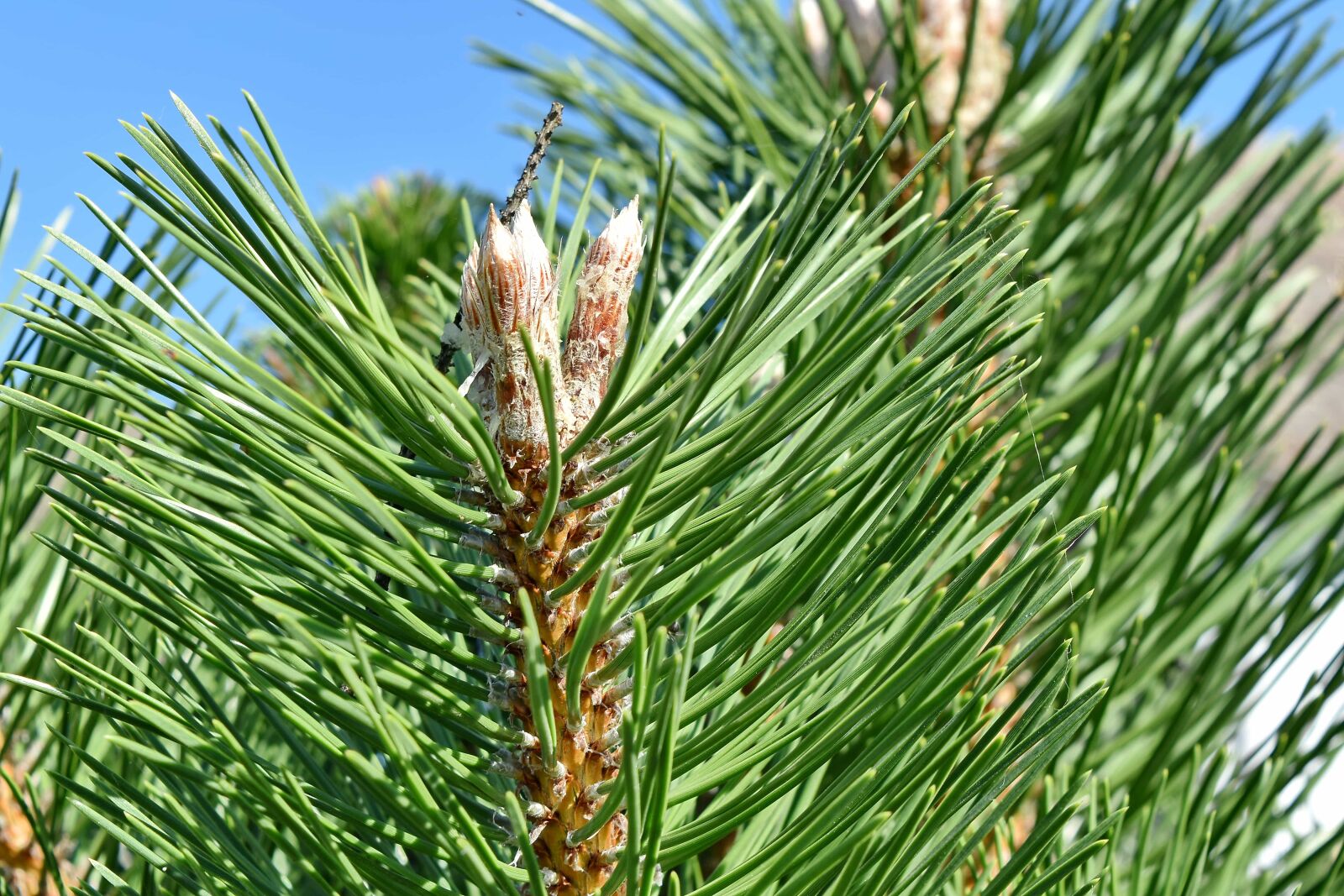 Nikon D5500 sample photo. Branch, green leaves, trees photography