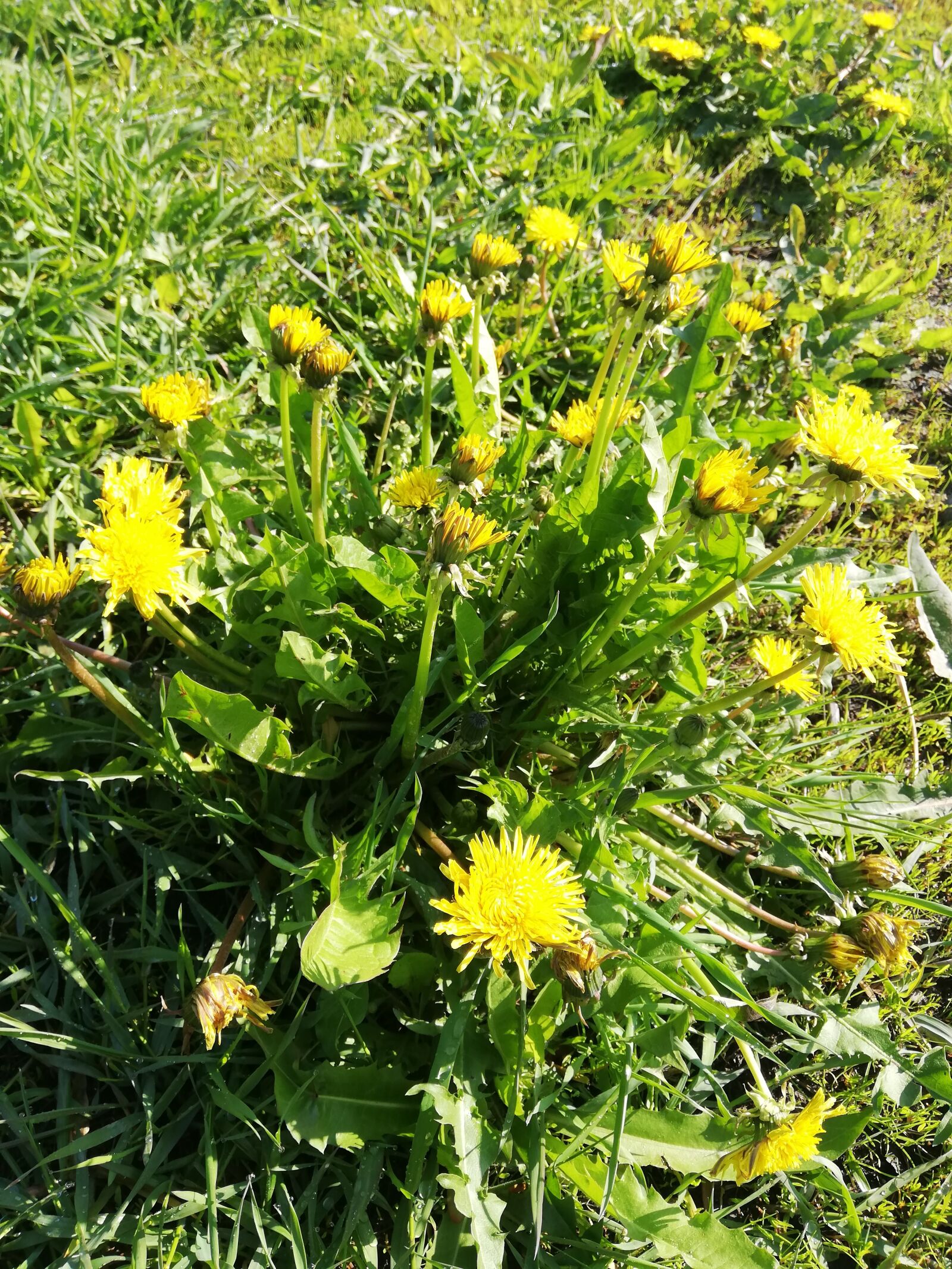 HUAWEI P20 lite sample photo. Chamomile, yellow, day photography